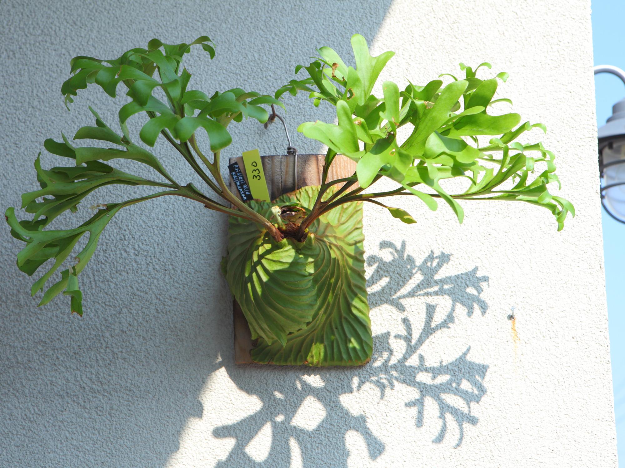 現品【P.ridleyi wild Kalimantan 】ビカクシダ リドレイ ワイルド　No.330