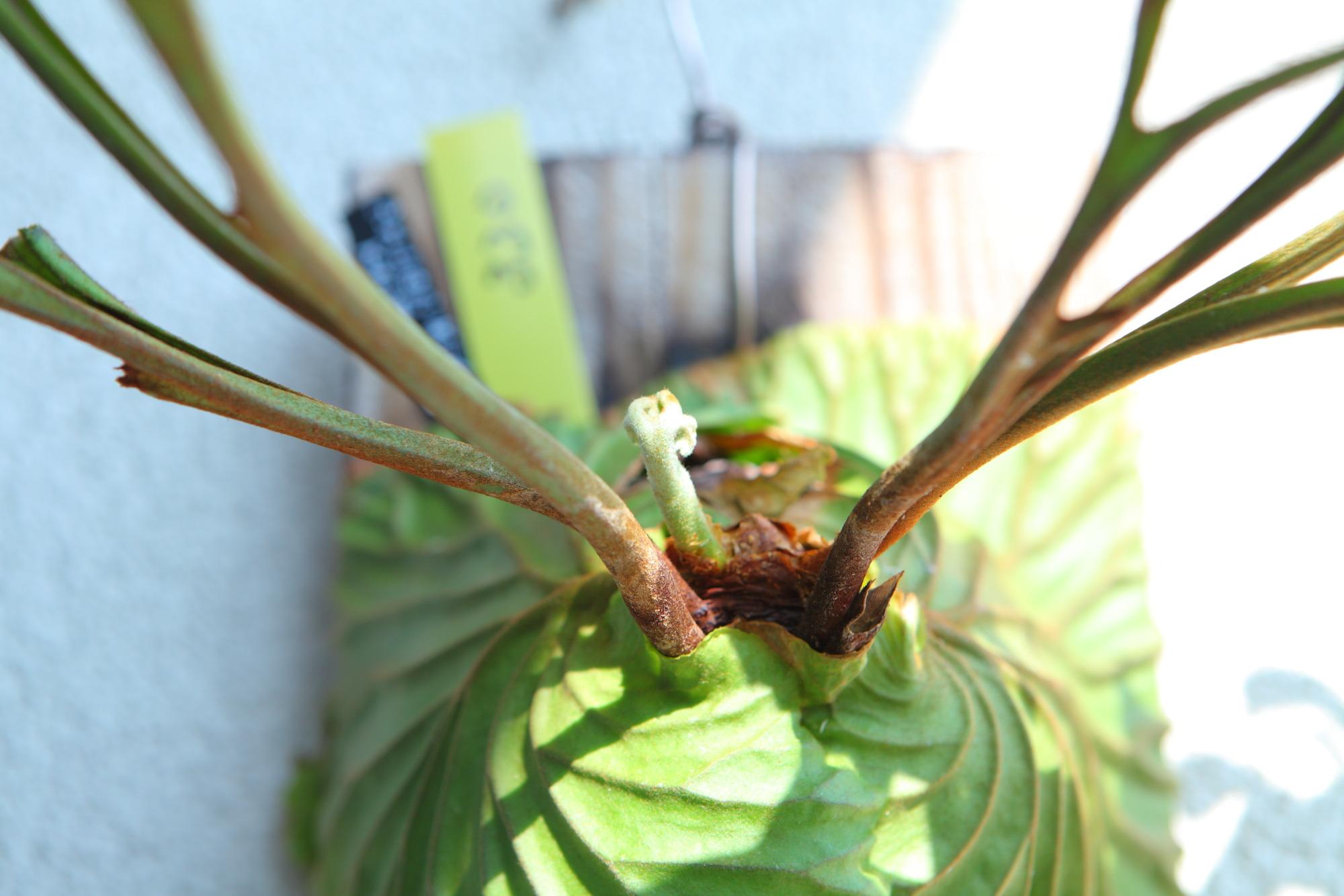 現品【P.ridleyi wild Kalimantan 】ビカクシダ リドレイ ワイルド　No.330 | 2枚目