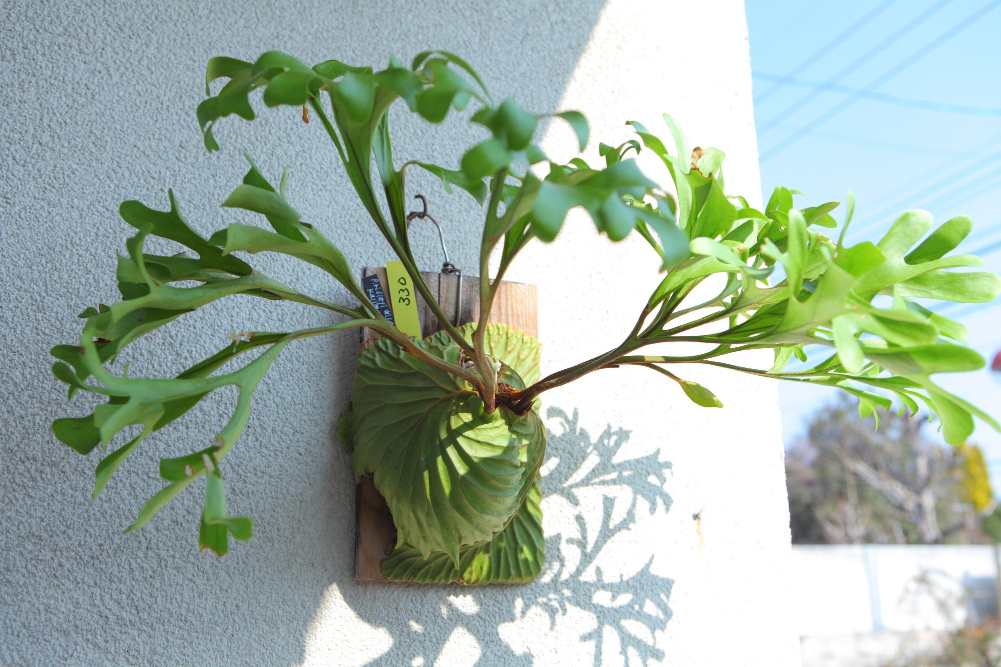 現品【P.ridleyi wild Kalimantan 】ビカクシダ リドレイ ワイルド　No.330 | 3枚目