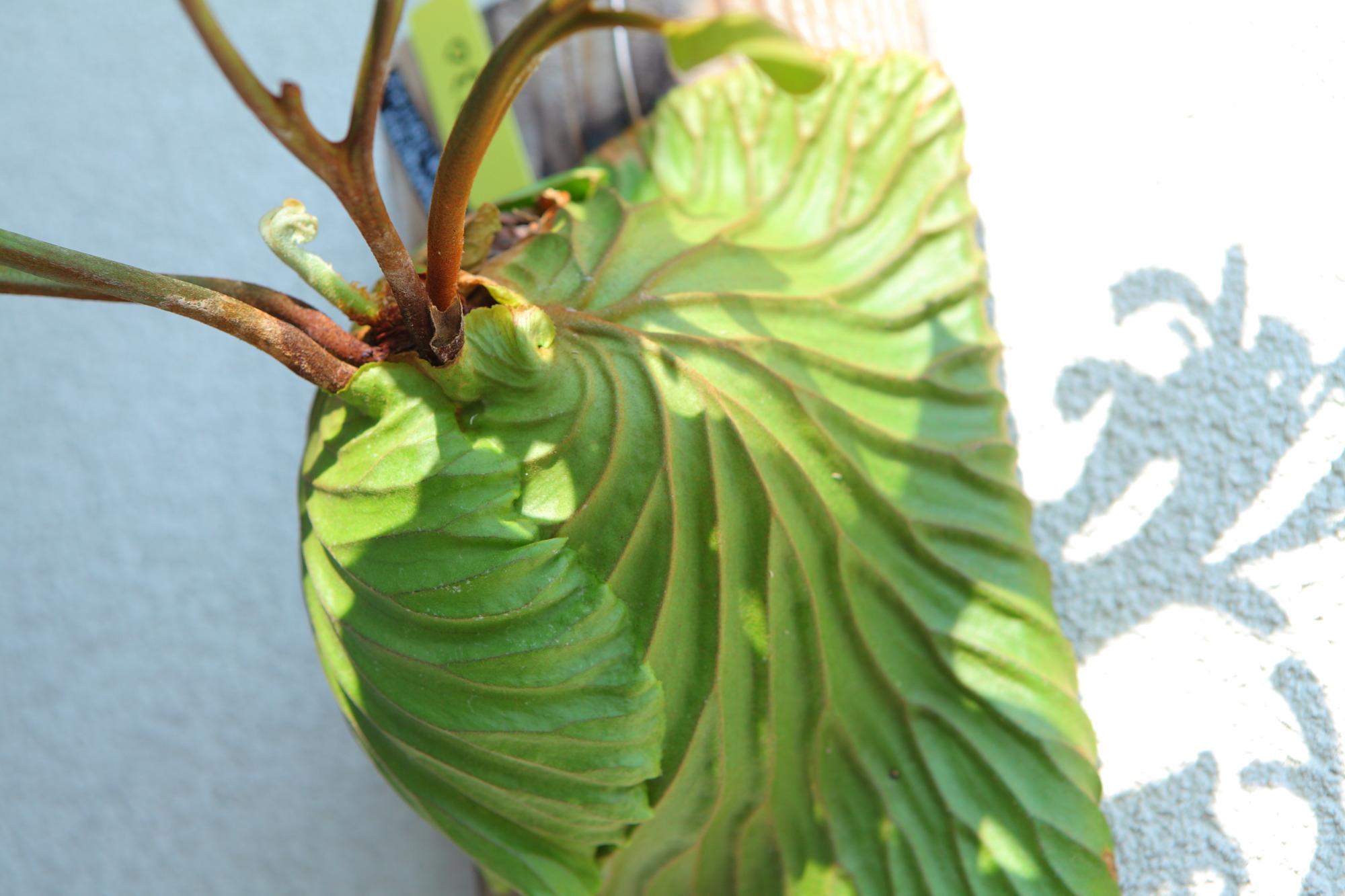 現品【P.ridleyi wild Kalimantan 】ビカクシダ リドレイ ワイルド　No.330 | 4枚目