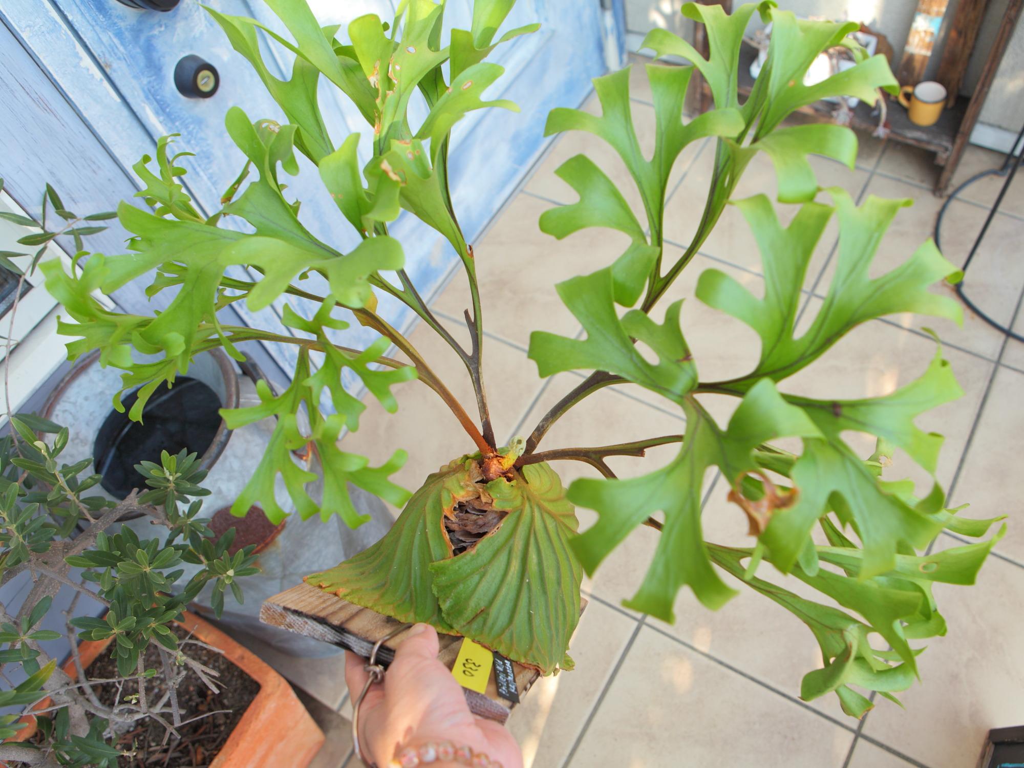 現品【P.ridleyi wild Kalimantan 】ビカクシダ リドレイ ワイルド　No.330 | 5枚目