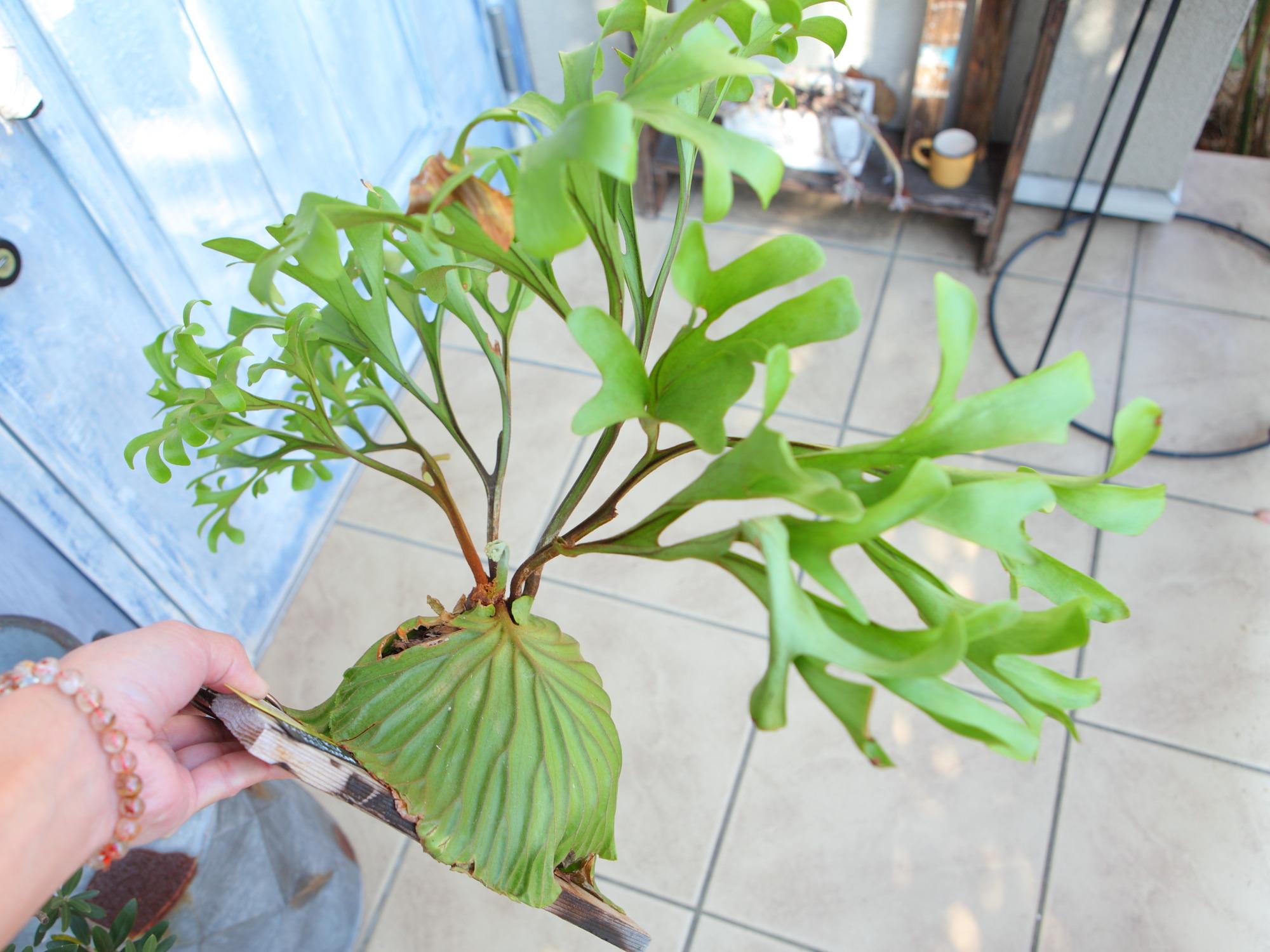 現品【P.ridleyi wild Kalimantan 】ビカクシダ リドレイ ワイルド　No.330 | 7枚目