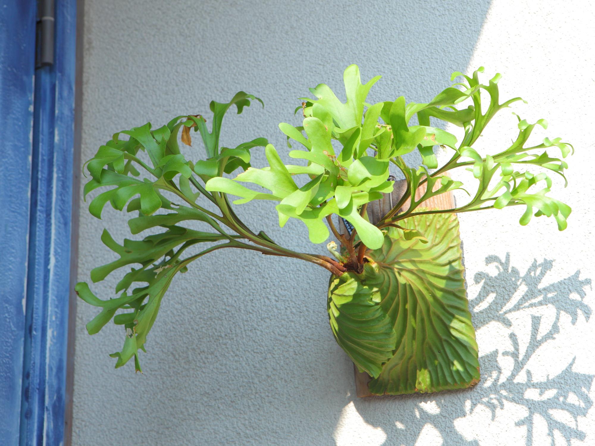 現品【P.ridleyi wild Kalimantan 】ビカクシダ リドレイ ワイルド　No.330 | 8枚目