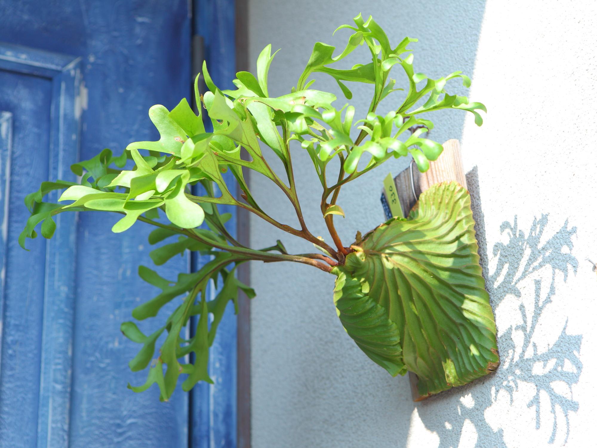 現品【P.ridleyi wild Kalimantan 】ビカクシダ リドレイ ワイルド　No.330 | 9枚目