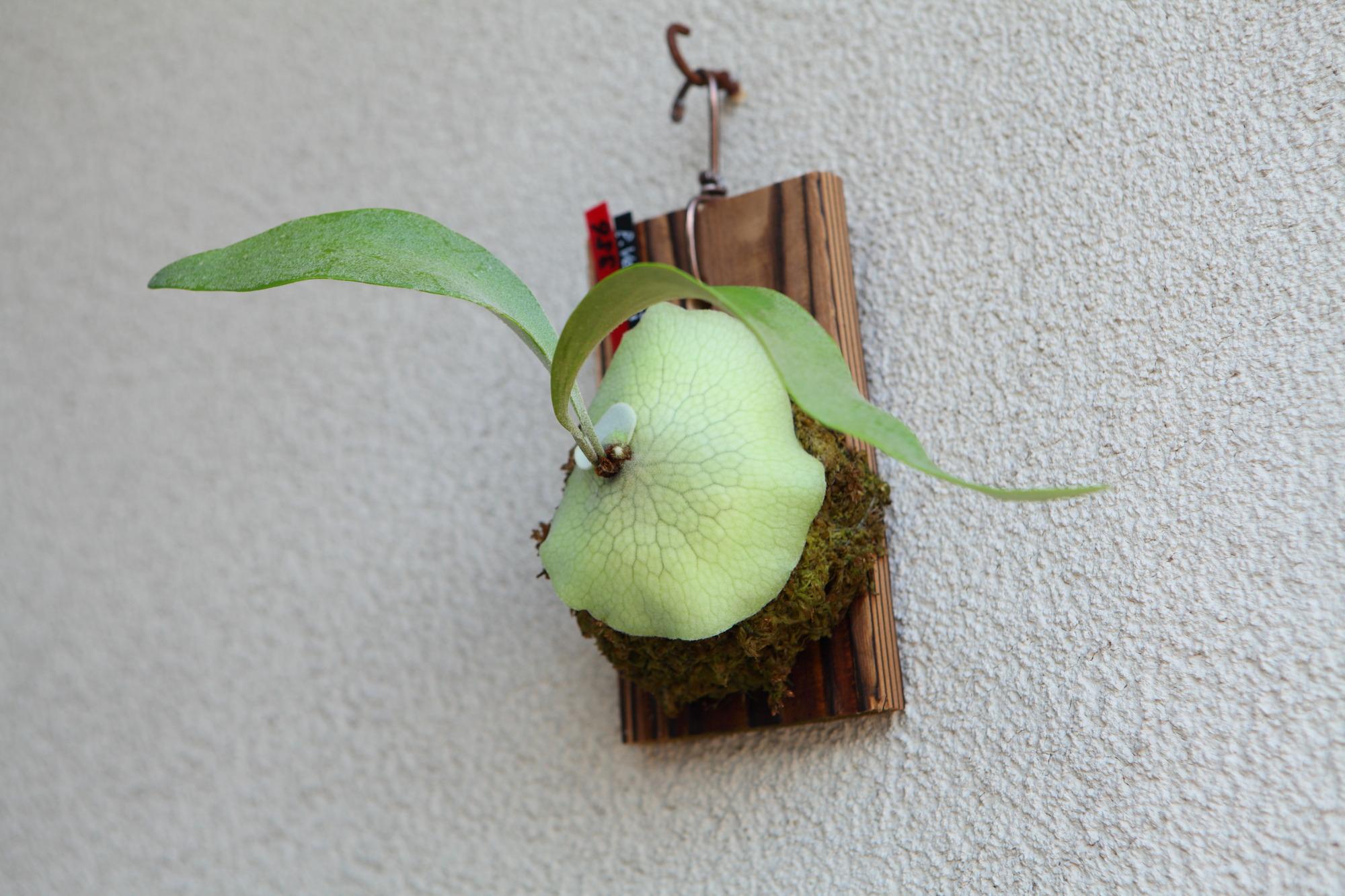 【P. Veitchii 】ビカクシダ ビーチー  (ベイチー)　　No.356 | 2枚目