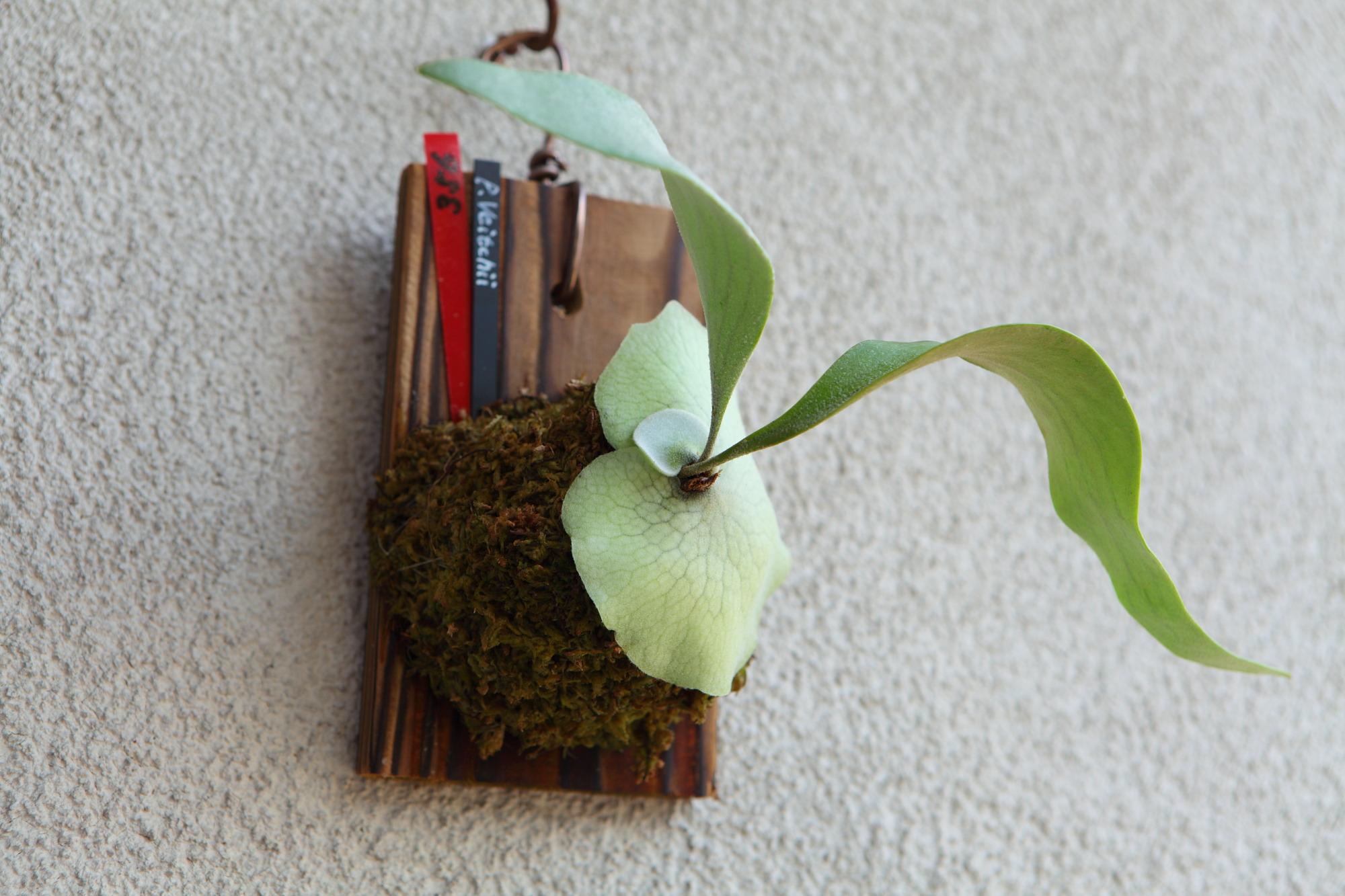 【P. Veitchii 】ビカクシダ ビーチー  (ベイチー)　　No.356 | 3枚目