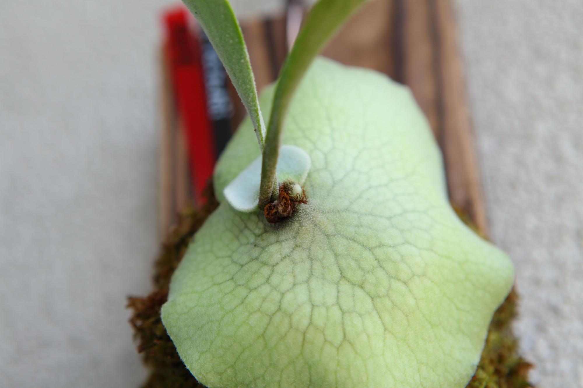 【P. Veitchii 】ビカクシダ ビーチー  (ベイチー)　　No.356 | 4枚目