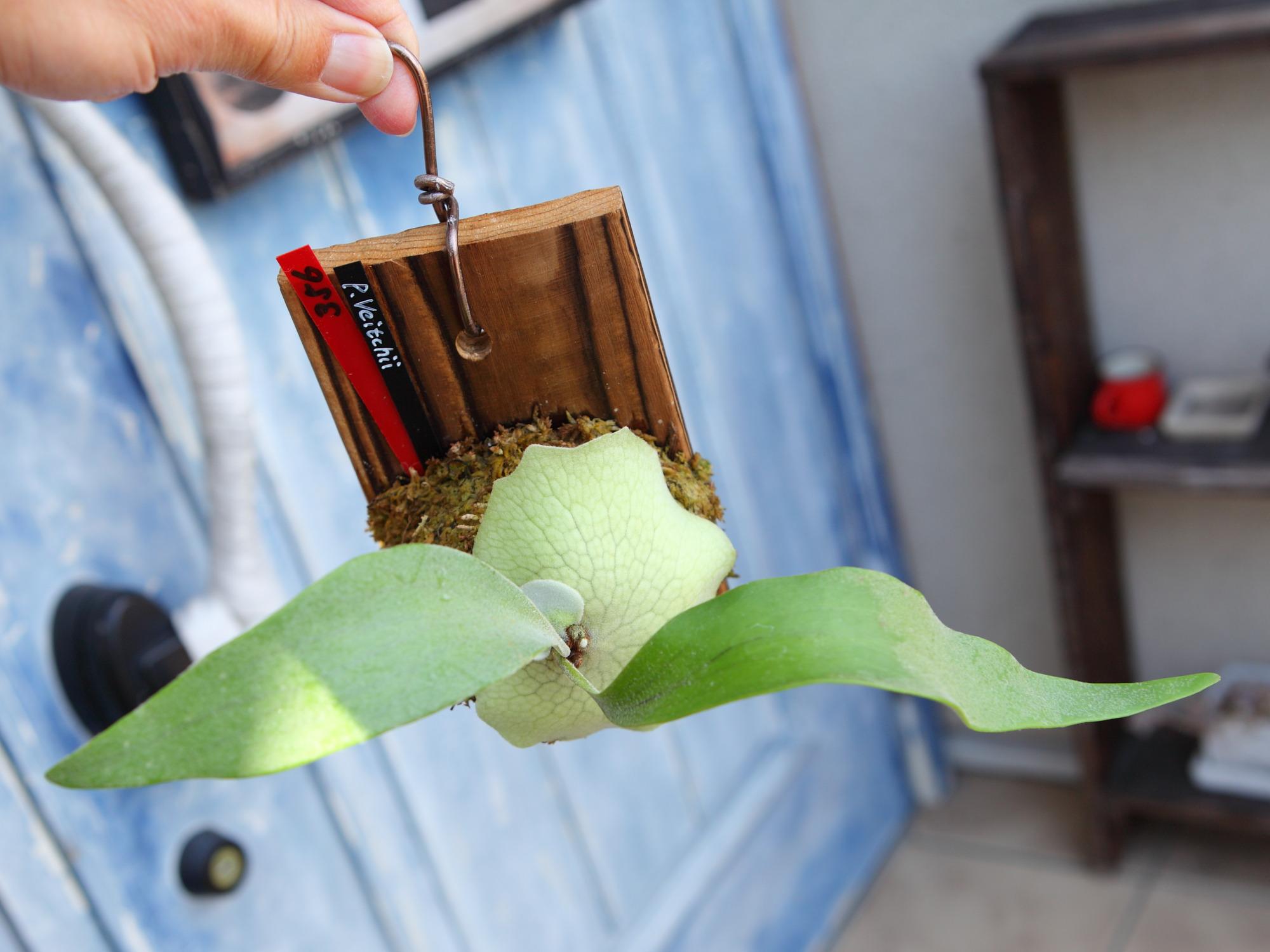 【P. Veitchii 】ビカクシダ ビーチー  (ベイチー)　　No.356 | 5枚目