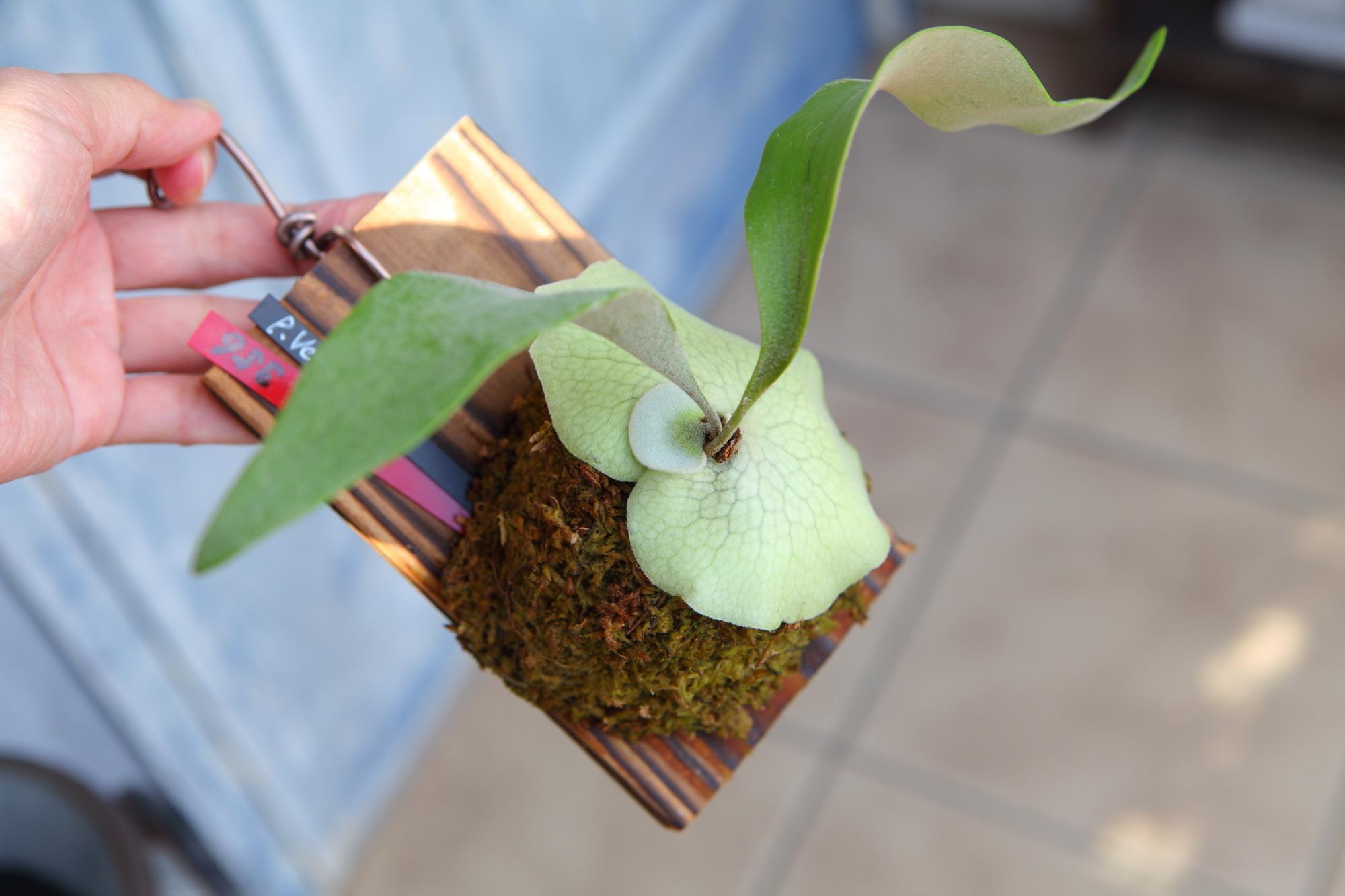 【P. Veitchii 】ビカクシダ ビーチー  (ベイチー)　　No.356 | 6枚目