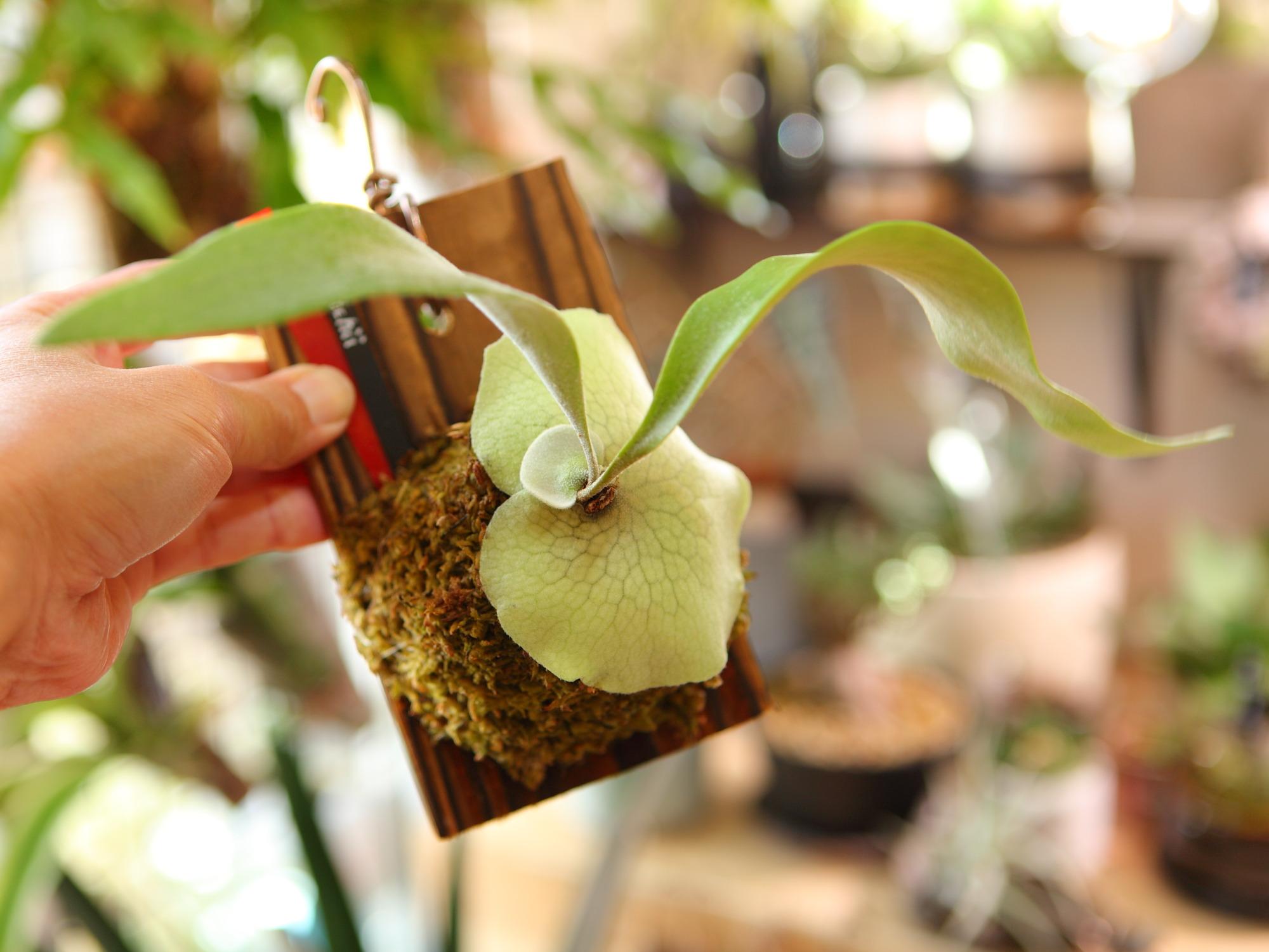 【P. Veitchii 】ビカクシダ ビーチー  (ベイチー)　　No.356 | 7枚目