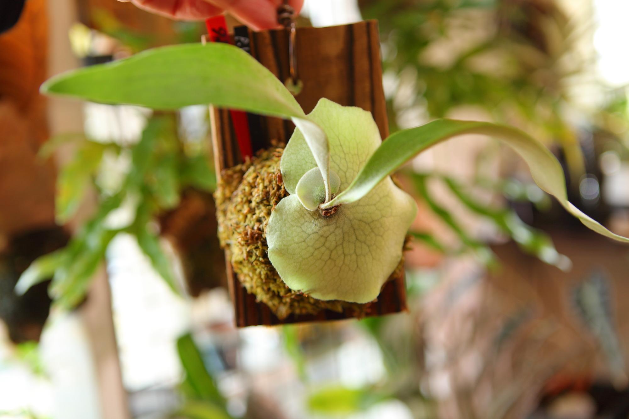 【P. Veitchii 】ビカクシダ ビーチー  (ベイチー)　　No.356 | 8枚目