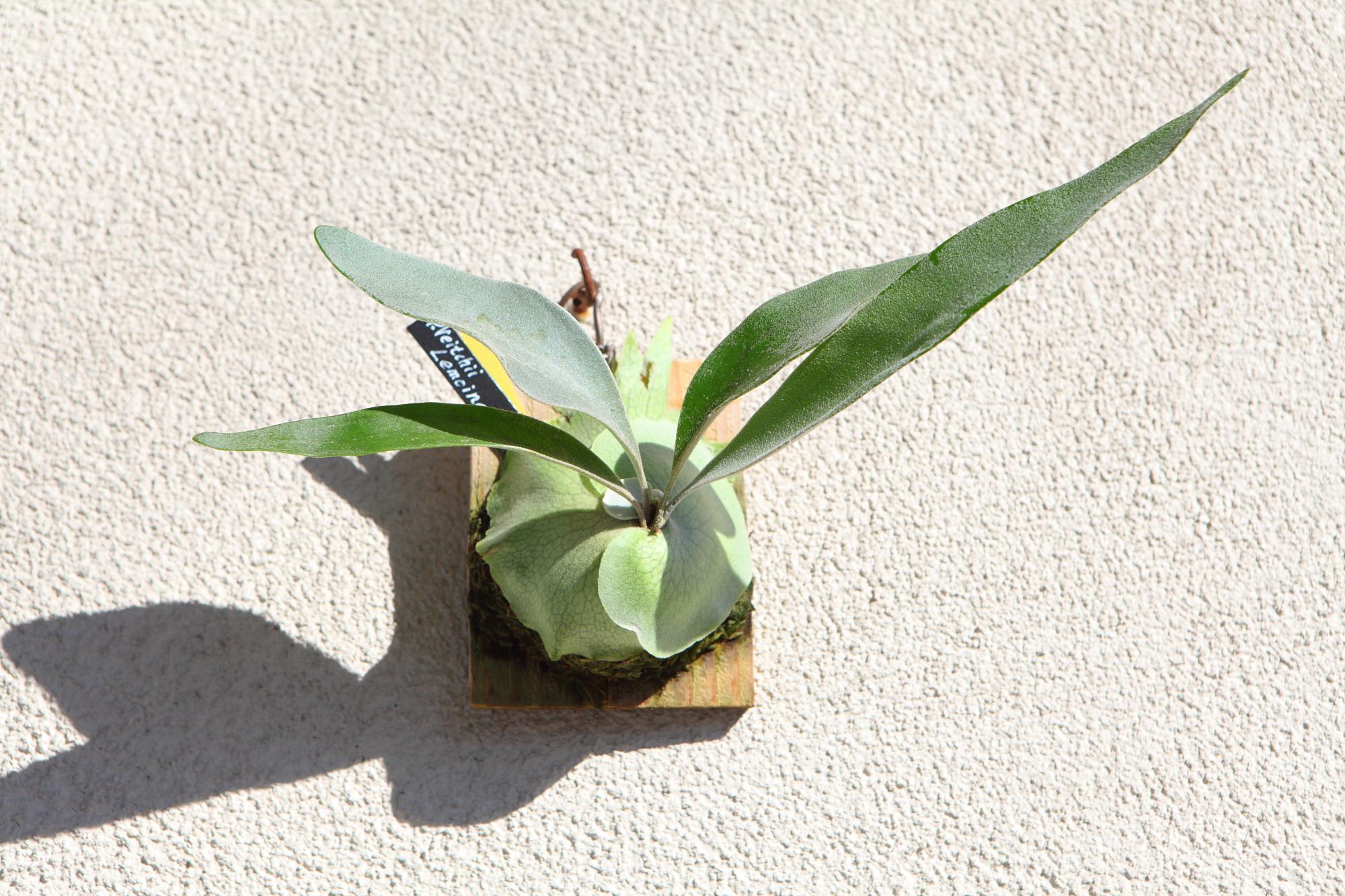 【P. veitchii cv Lemoinei】ビカクシダ ビーチー  ベイチー レモイネイ　No.711