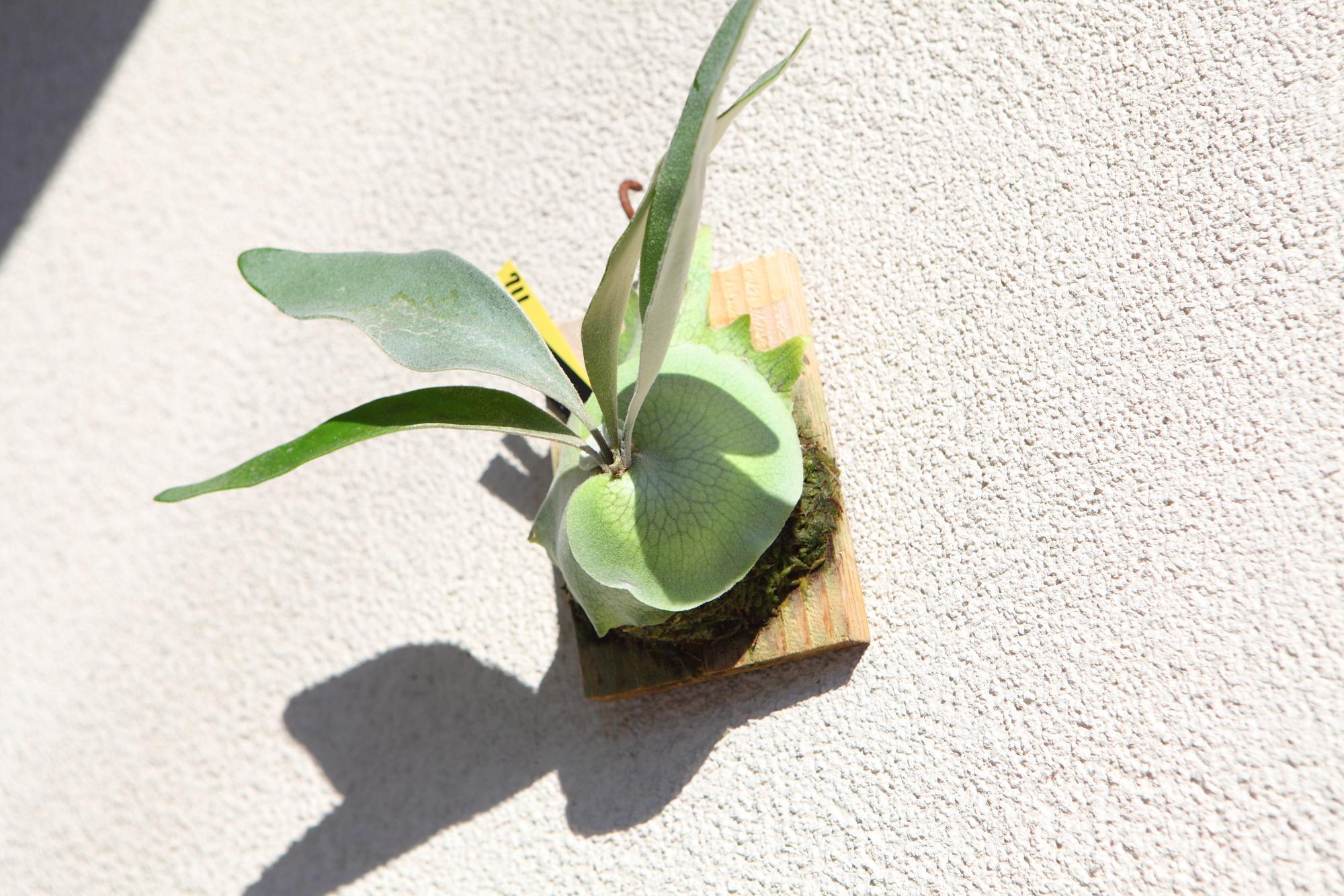 【P. veitchii cv Lemoinei】ビカクシダ ビーチー  ベイチー レモイネイ　No.711 | 2枚目