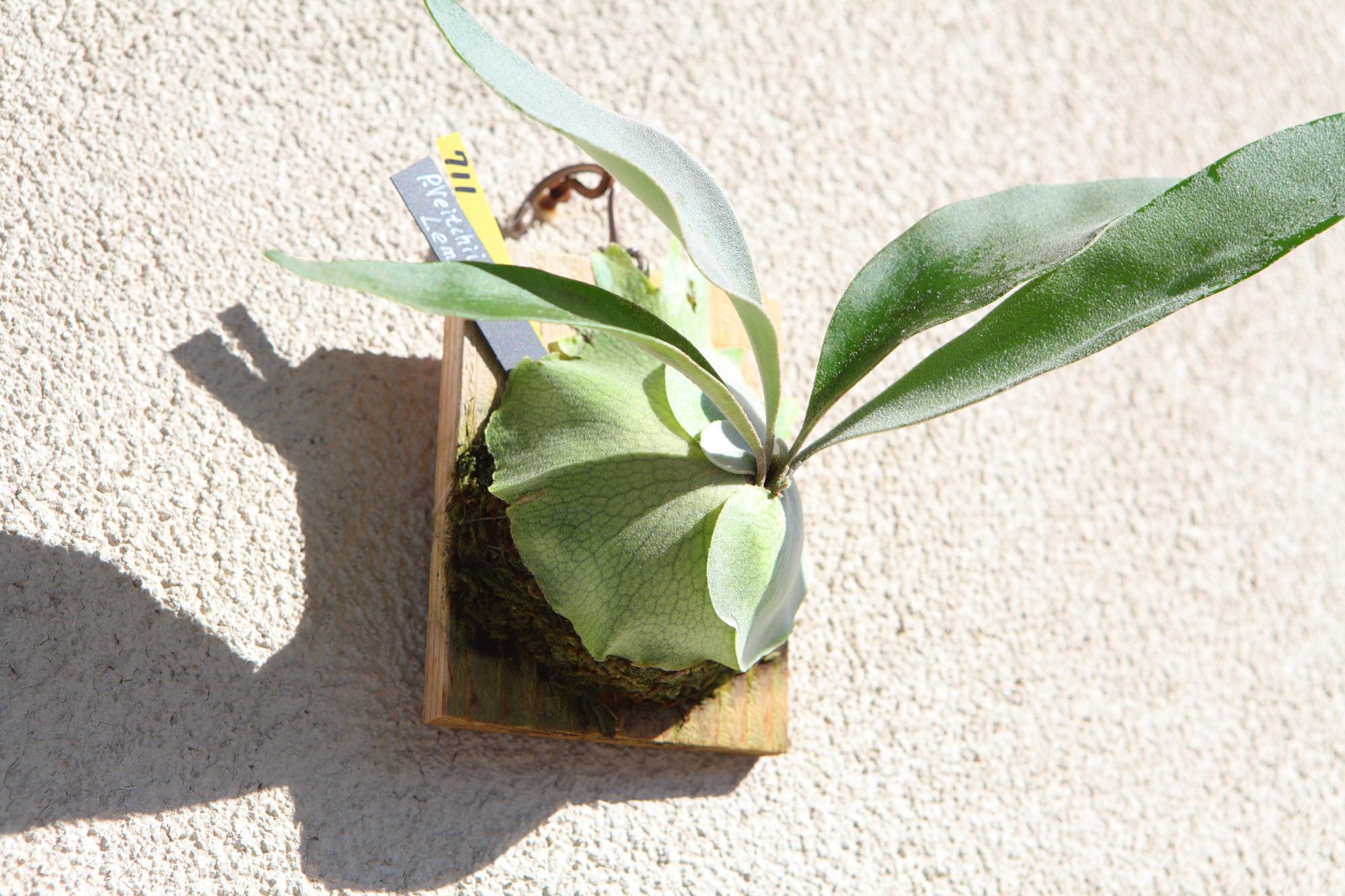 【P. veitchii cv Lemoinei】ビカクシダ ビーチー  ベイチー レモイネイ　No.711 | 3枚目