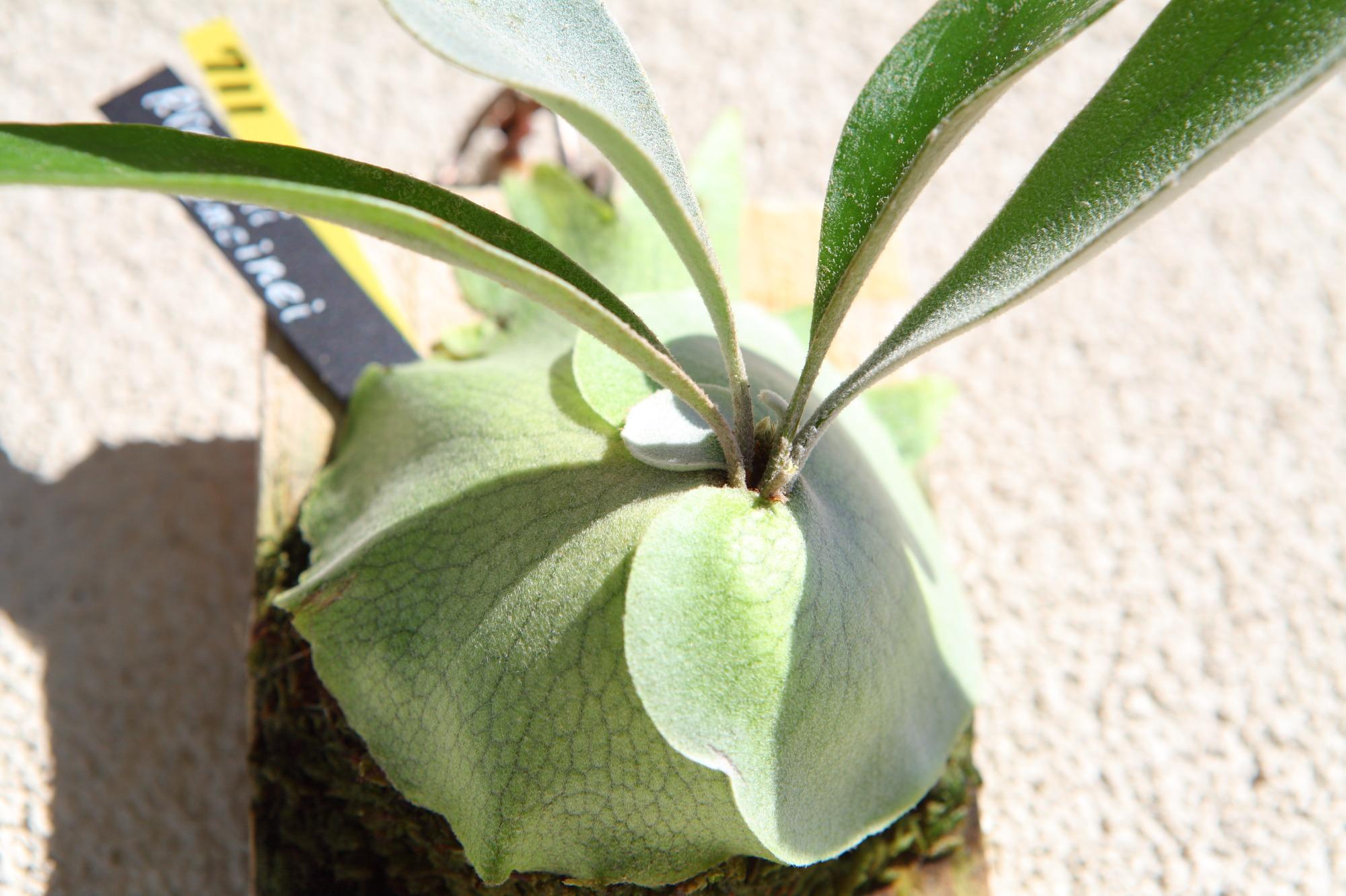 【P. veitchii cv Lemoinei】ビカクシダ ビーチー  ベイチー レモイネイ　No.711 | 4枚目