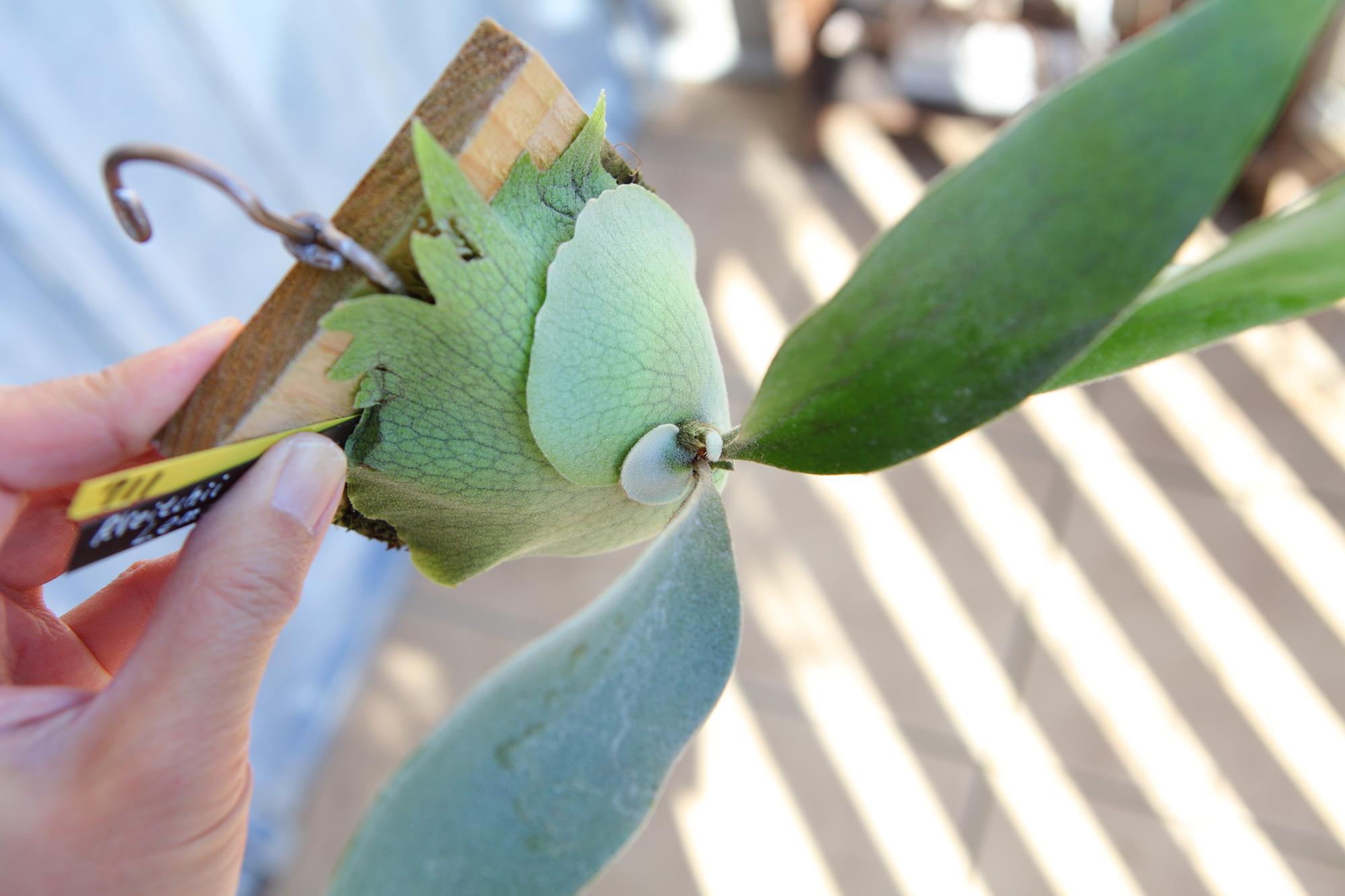 【P. veitchii cv Lemoinei】ビカクシダ ビーチー  ベイチー レモイネイ　No.711 | 5枚目