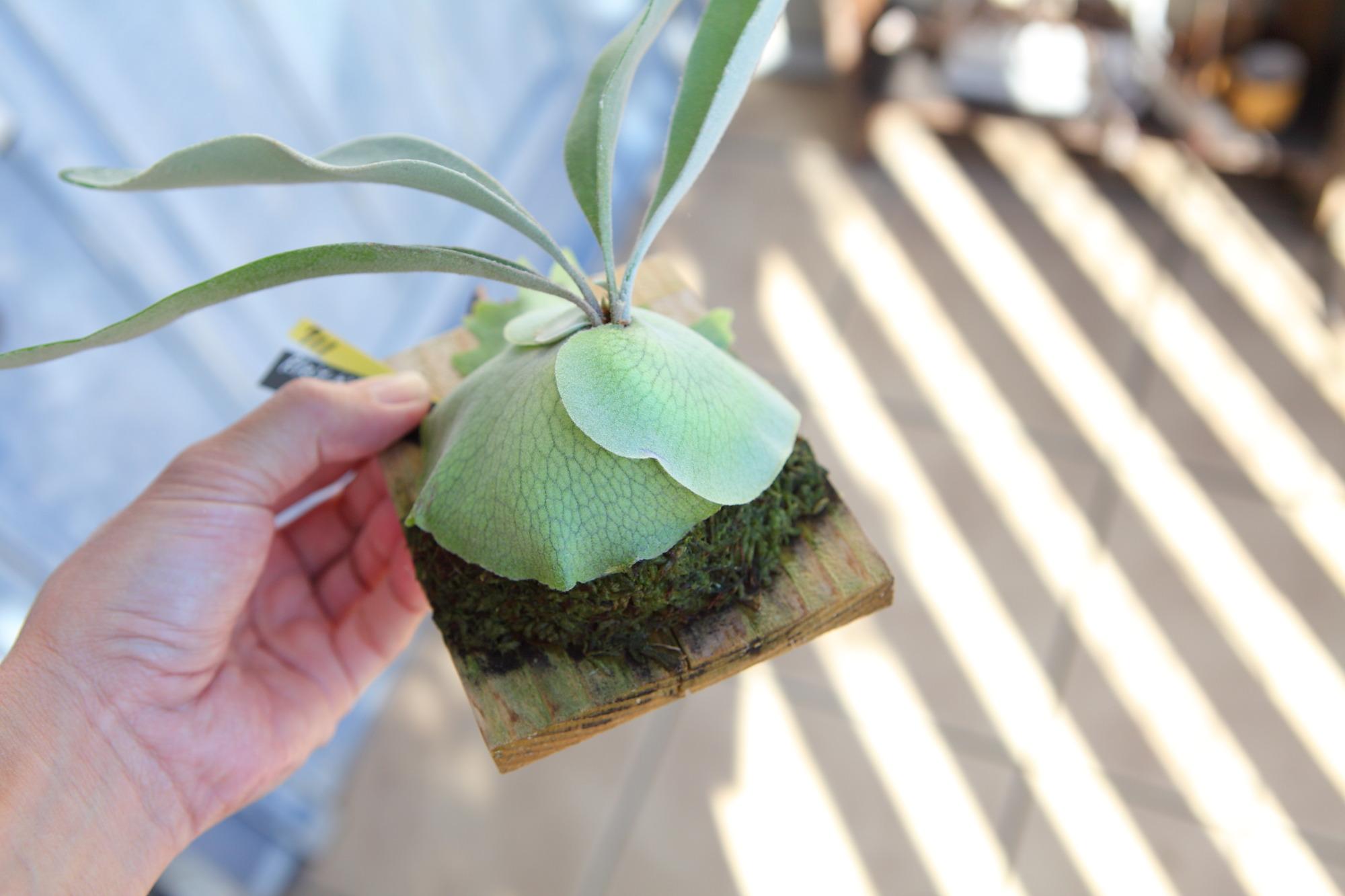 【P. veitchii cv Lemoinei】ビカクシダ ビーチー  ベイチー レモイネイ　No.711 | 6枚目