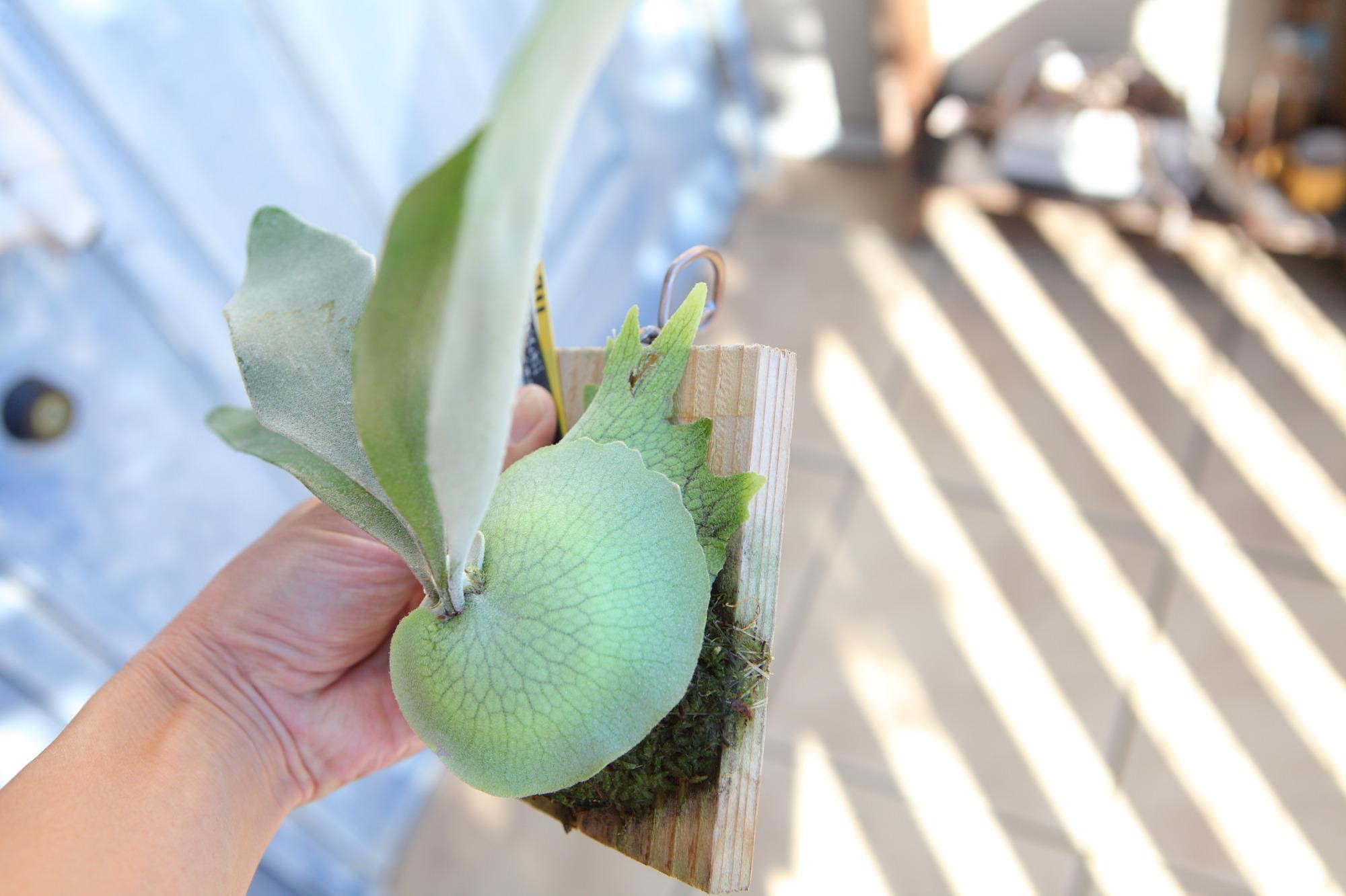 【P. veitchii cv Lemoinei】ビカクシダ ビーチー  ベイチー レモイネイ　No.711 | 7枚目