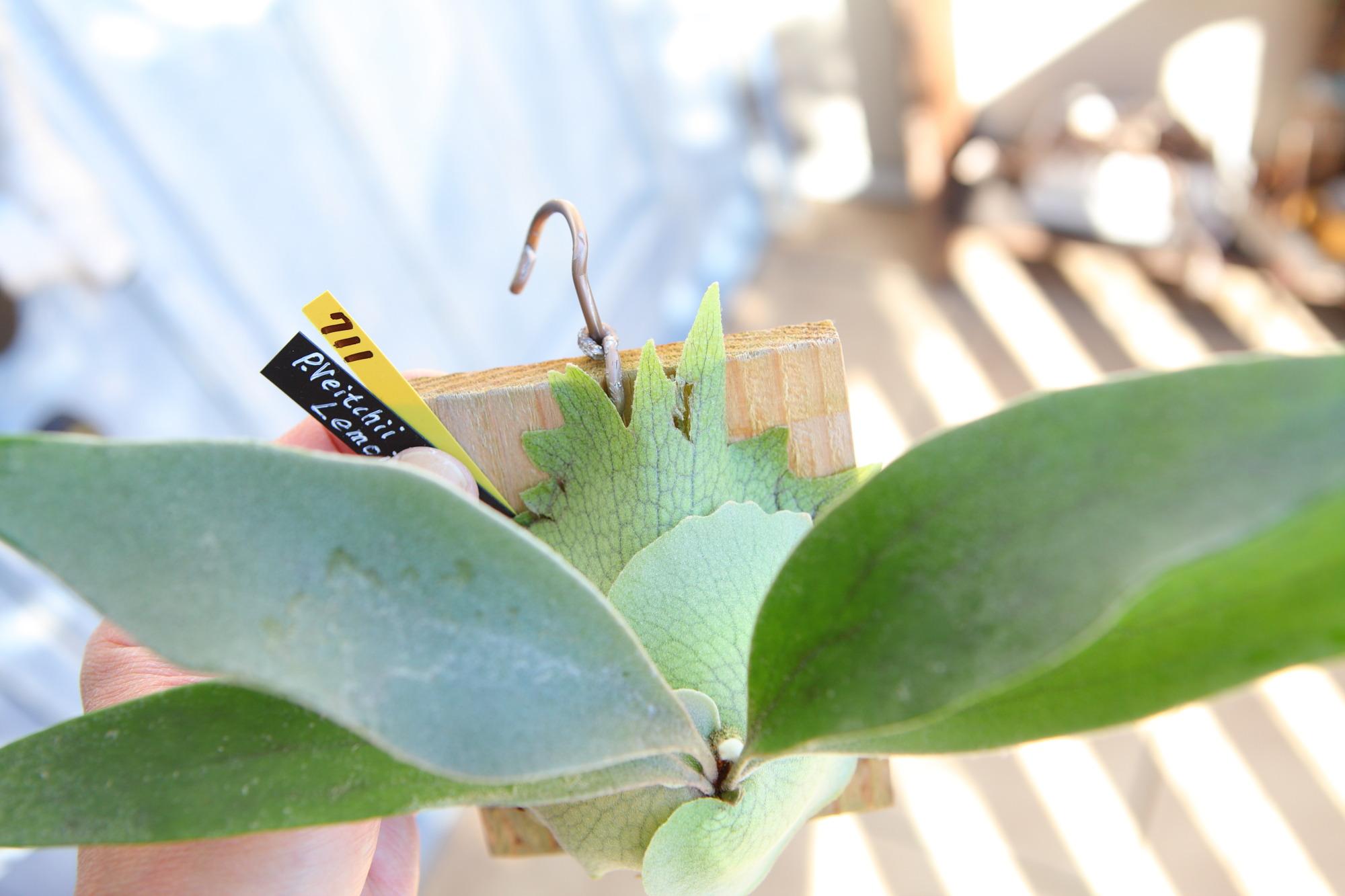 【P. veitchii cv Lemoinei】ビカクシダ ビーチー  ベイチー レモイネイ　No.711 | 8枚目