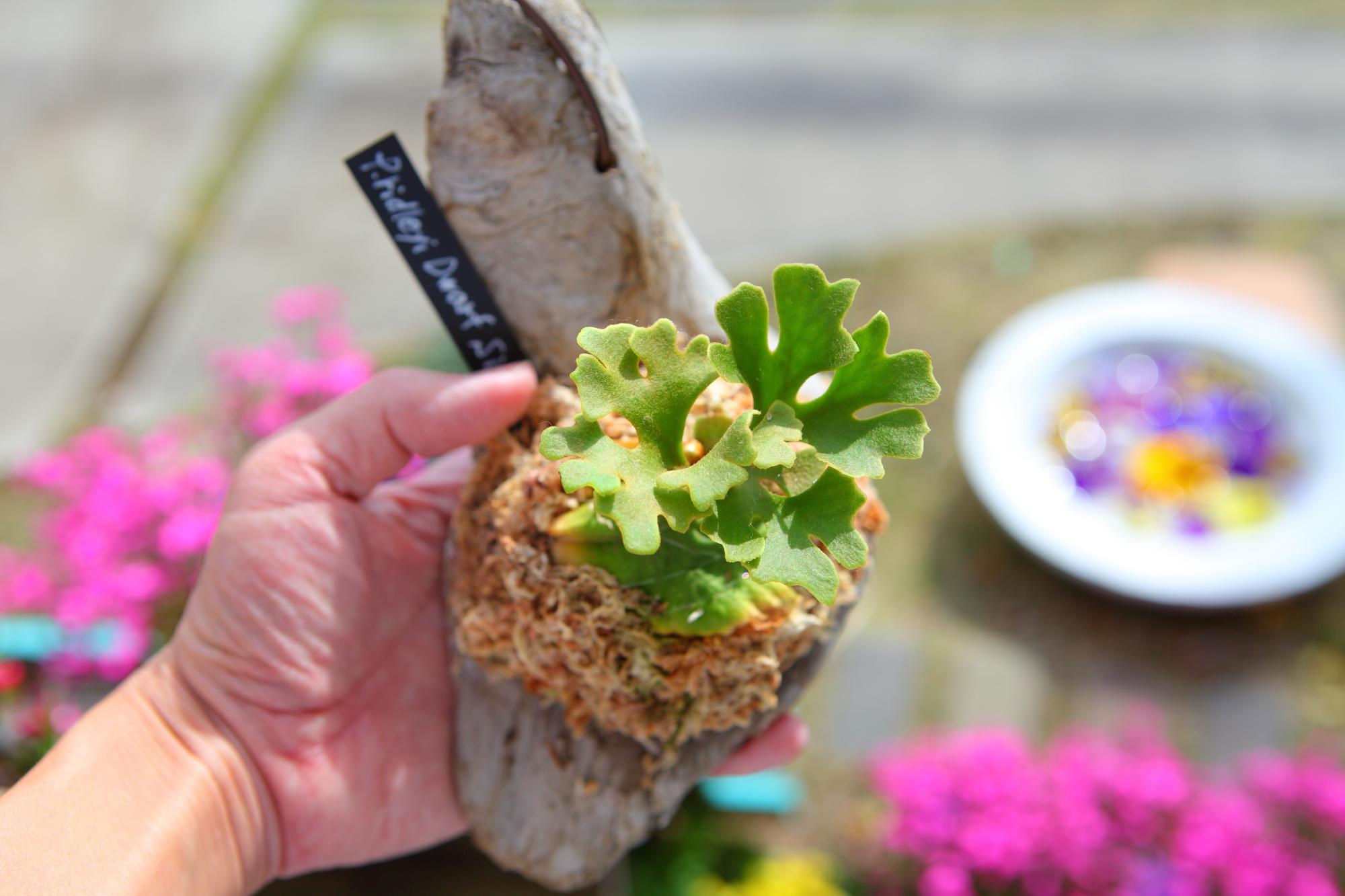 【P.ridleyi 'Dwarf Silvery'】ビカクシダ リドレイ　ドワーフシルベリー　No.210