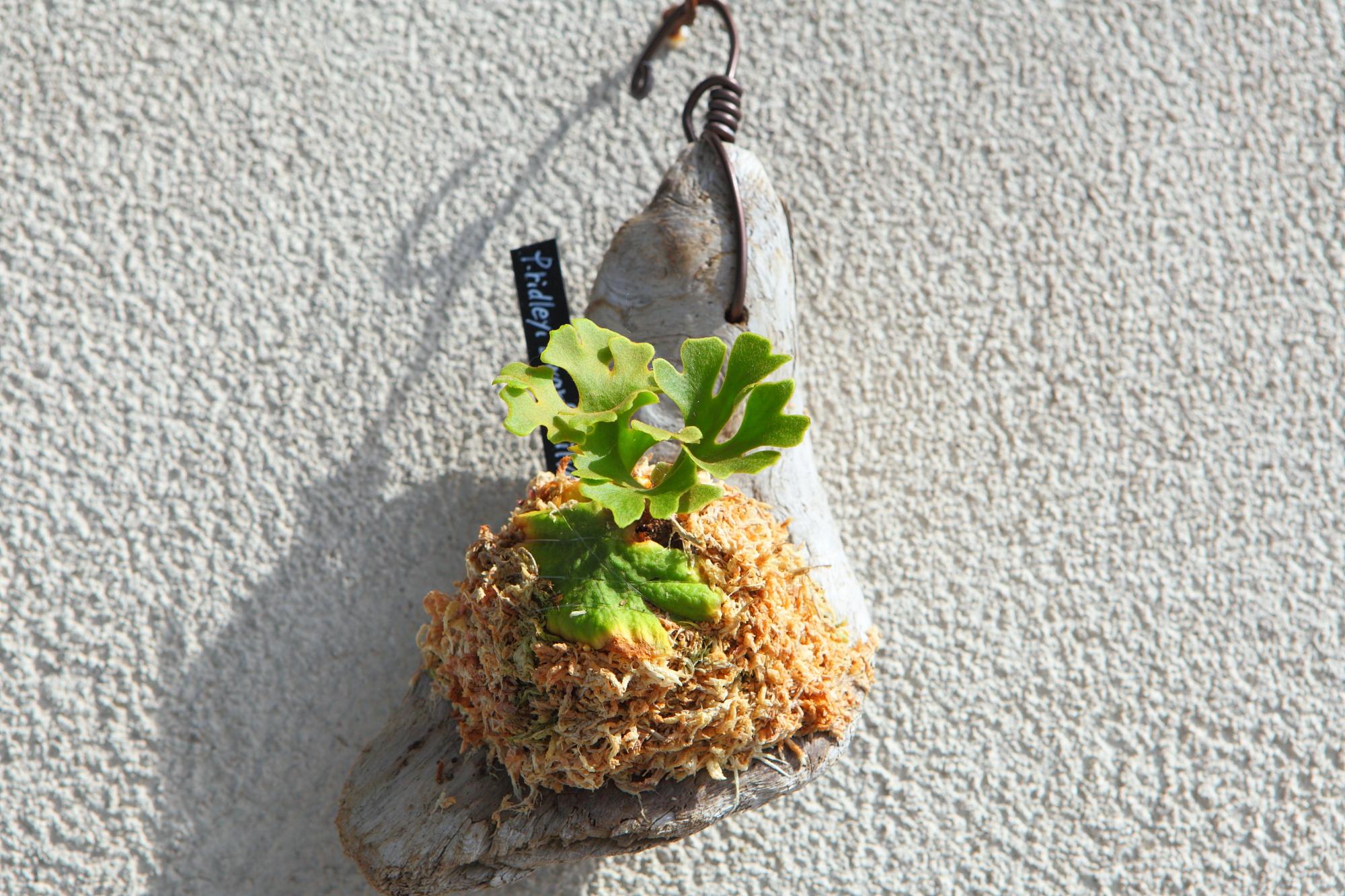 【P.ridleyi 'Dwarf Silvery'】ビカクシダ リドレイ　ドワーフシルベリー　No.210 | 2枚目