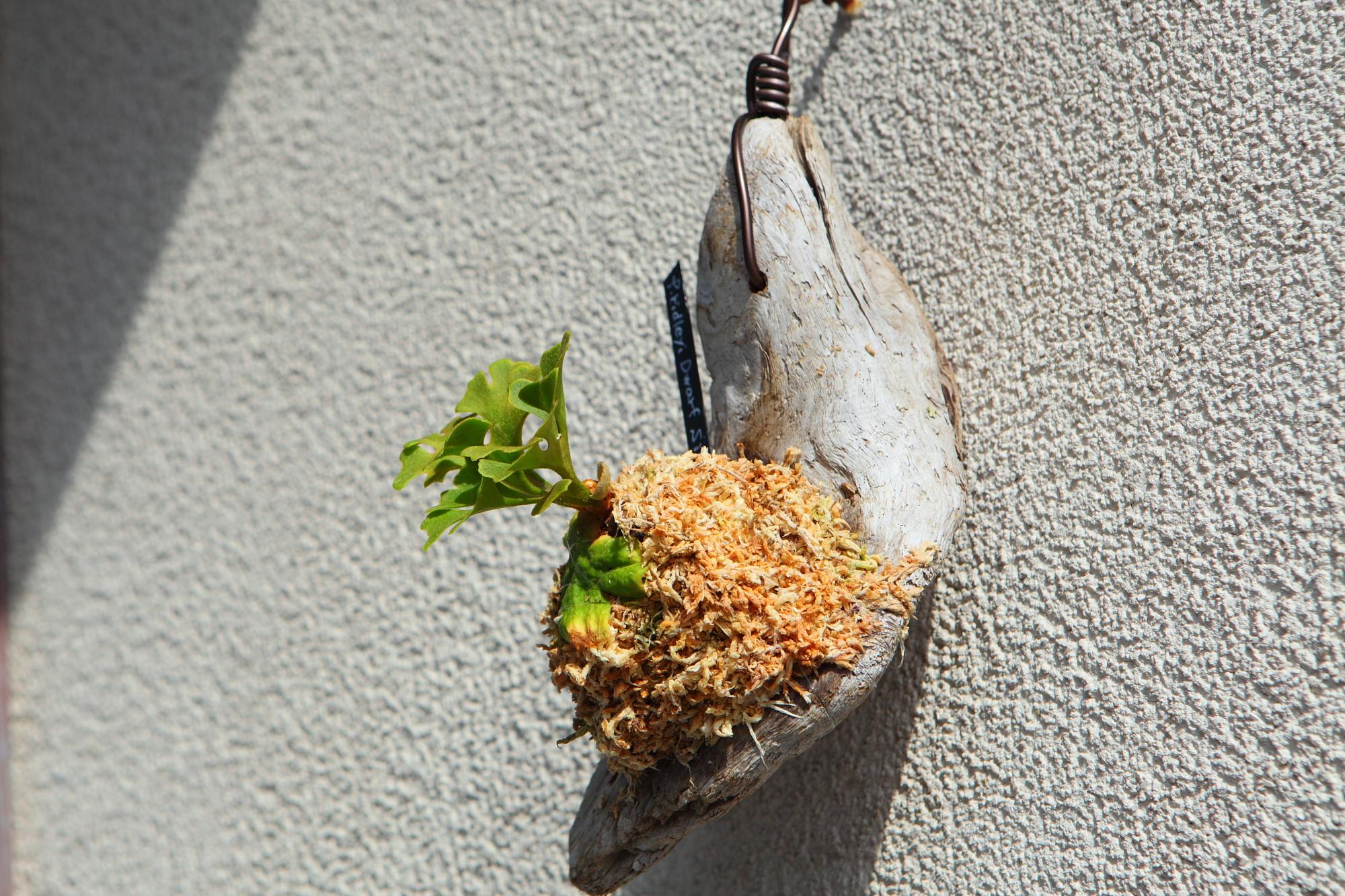 【P.ridleyi 'Dwarf Silvery'】ビカクシダ リドレイ　ドワーフシルベリー　No.210 | 3枚目