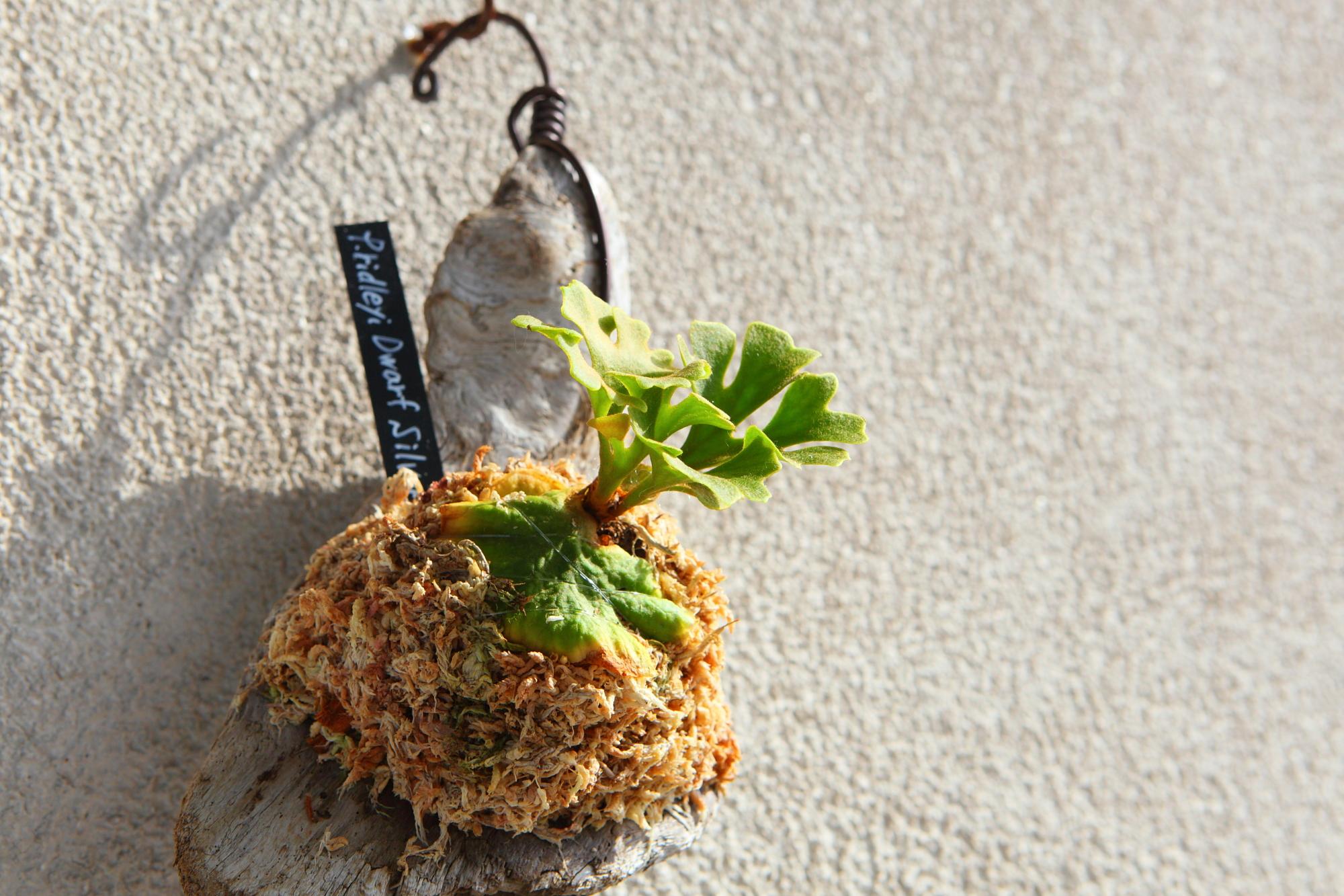 【P.ridleyi 'Dwarf Silvery'】ビカクシダ リドレイ　ドワーフシルベリー　No.210 | 4枚目