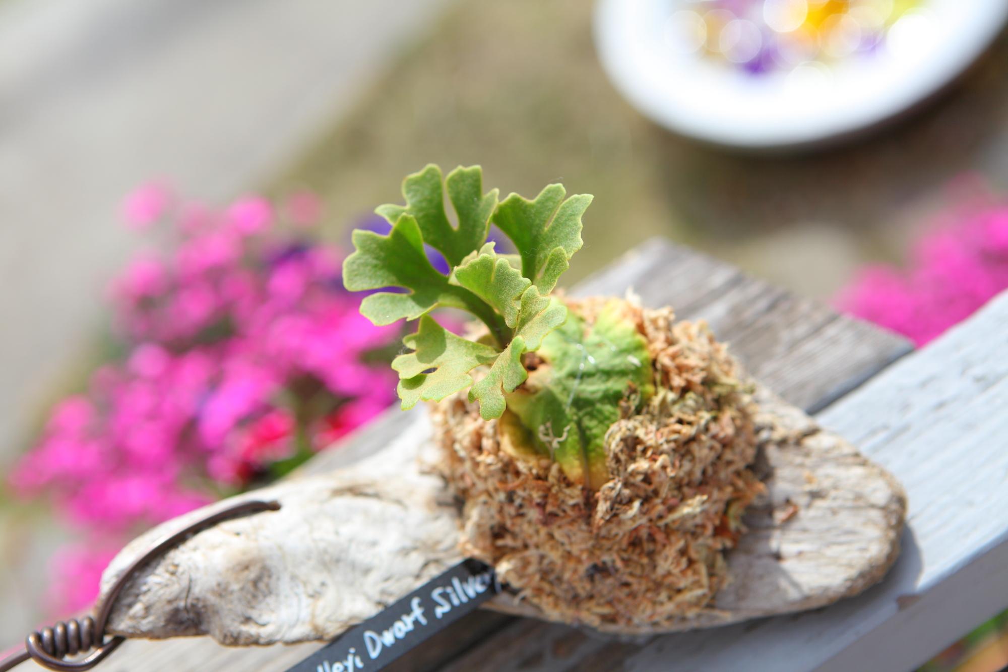 【P.ridleyi 'Dwarf Silvery'】ビカクシダ リドレイ　ドワーフシルベリー　No.210 | 5枚目