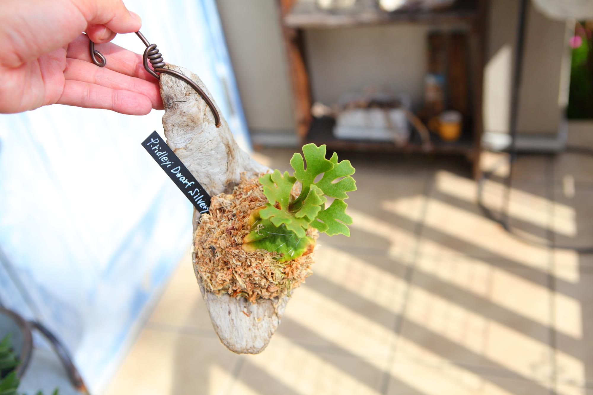 【P.ridleyi 'Dwarf Silvery'】ビカクシダ リドレイ　ドワーフシルベリー　No.210 | 6枚目