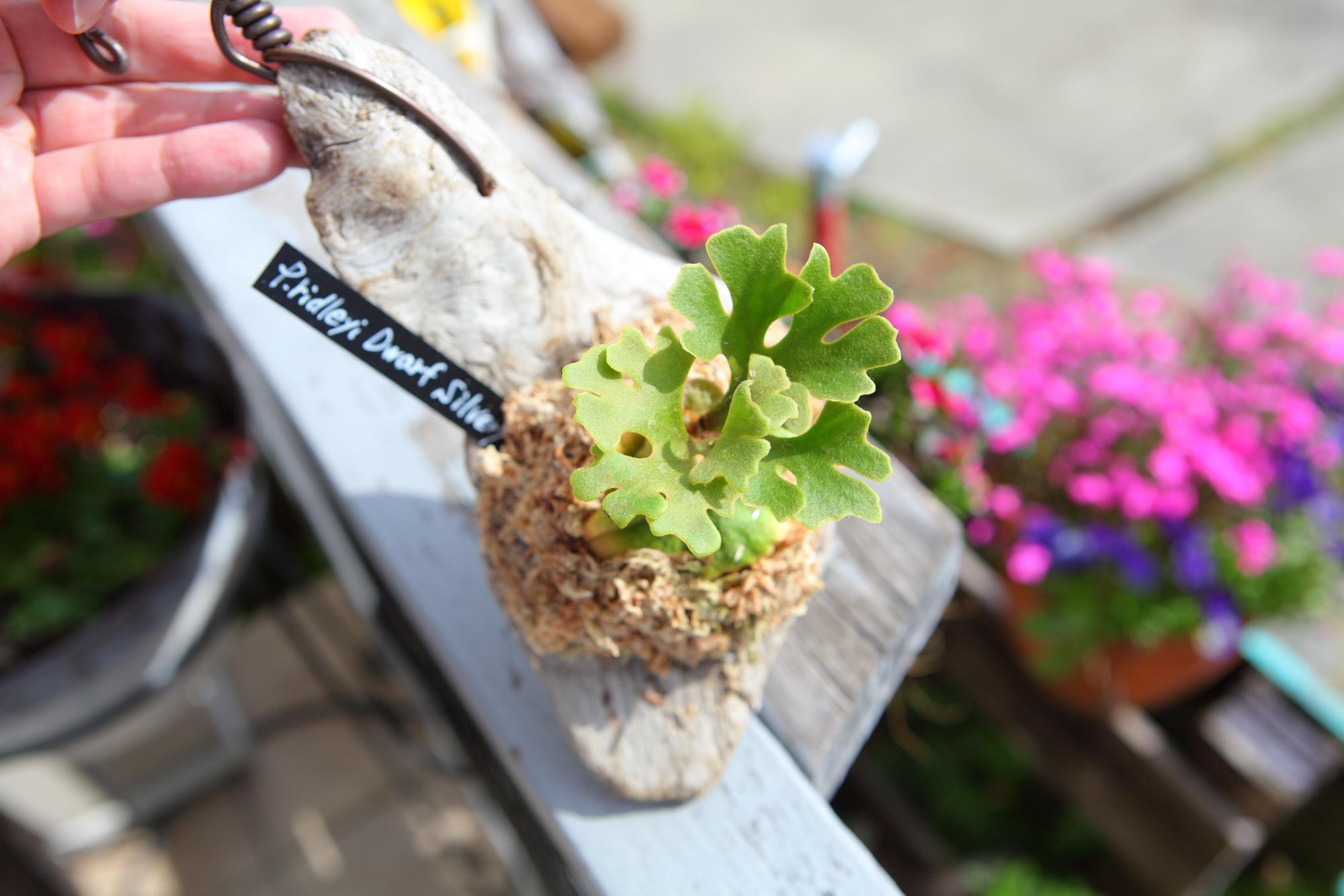 【P.ridleyi 'Dwarf Silvery'】ビカクシダ リドレイ　ドワーフシルベリー　No.210 | 7枚目