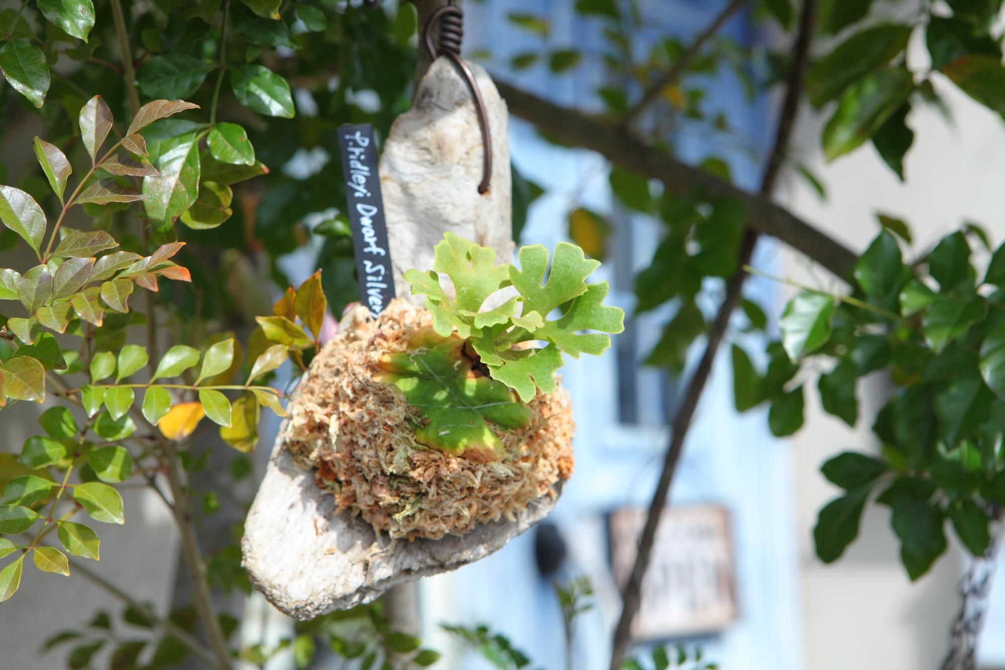 【P.ridleyi 'Dwarf Silvery'】ビカクシダ リドレイ　ドワーフシルベリー　No.210 | 8枚目