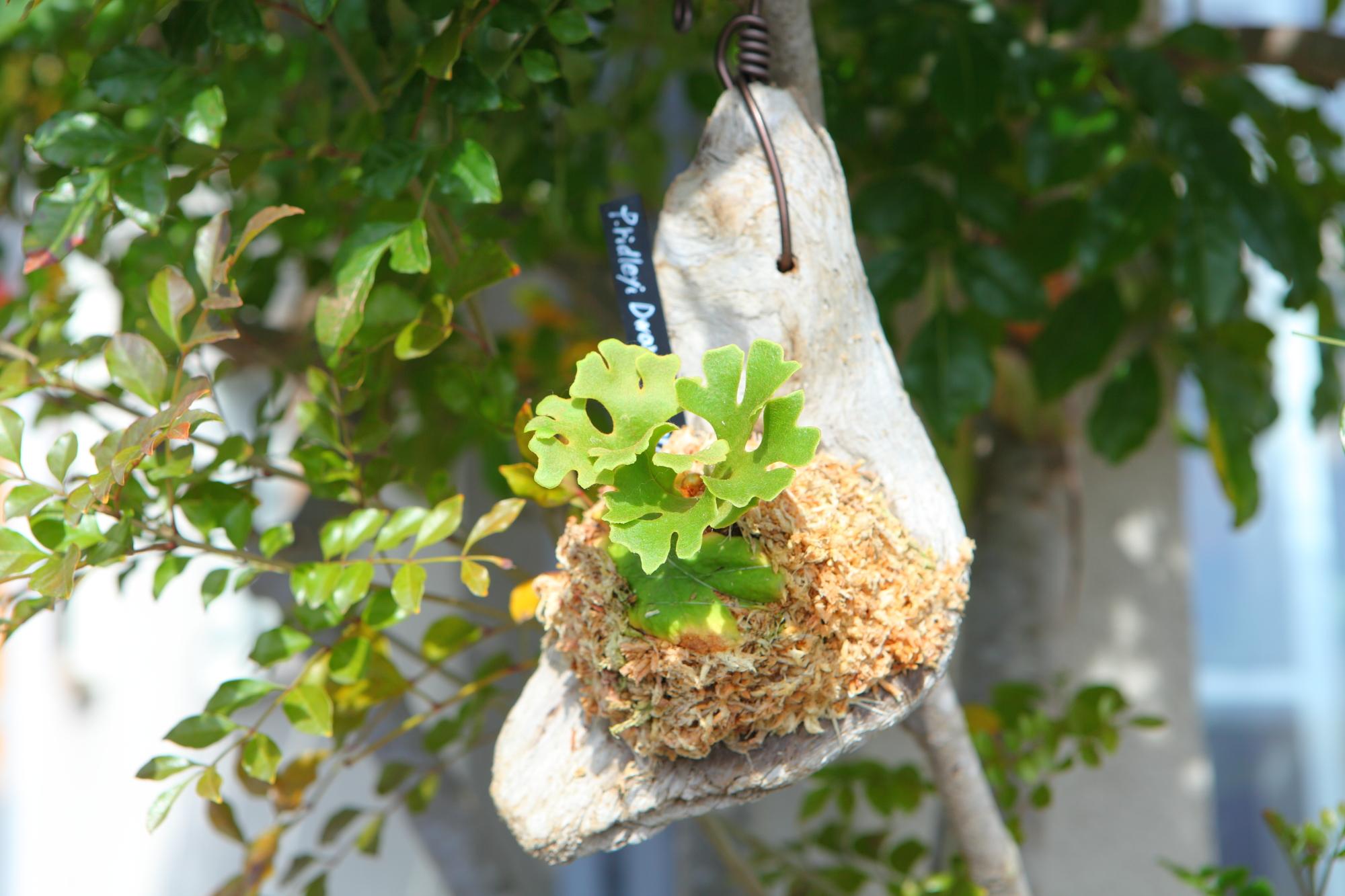 【P.ridleyi 'Dwarf Silvery'】ビカクシダ リドレイ　ドワーフシルベリー　No.210 | 9枚目