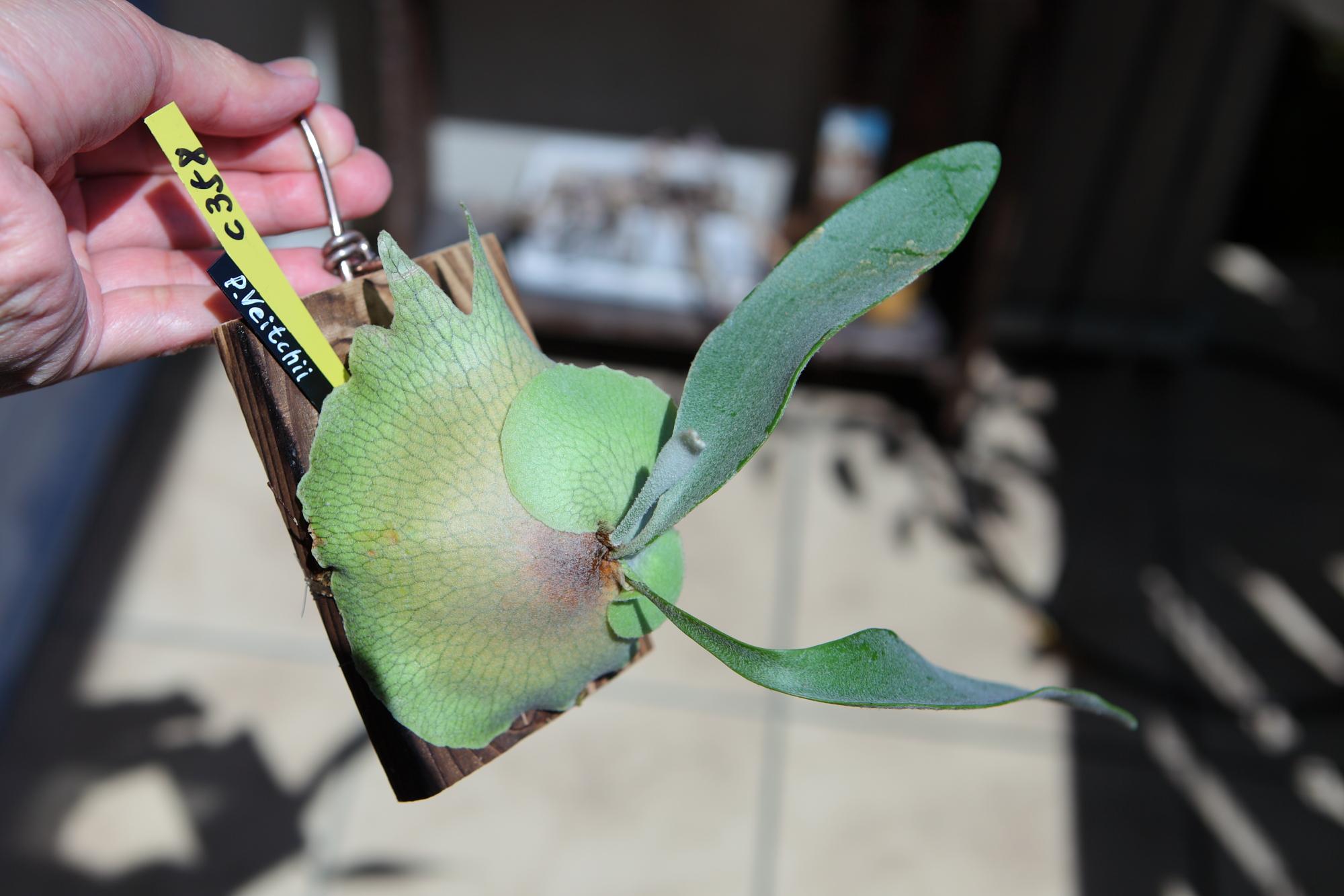 【P. Veitchii 】ビカクシダ ビーチー  ベイチー　No.358