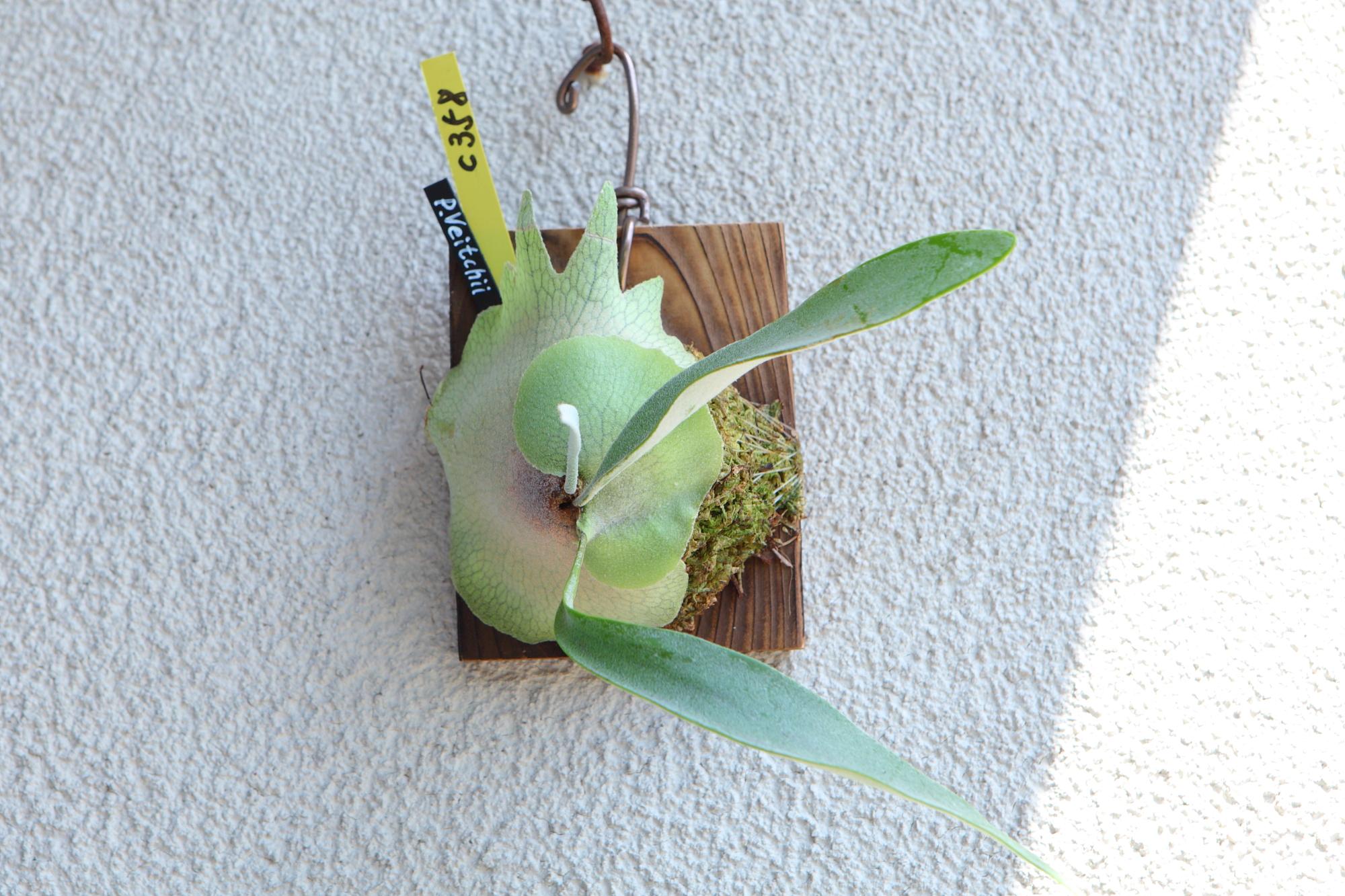 【P. Veitchii 】ビカクシダ ビーチー  ベイチー　No.358 | 2枚目