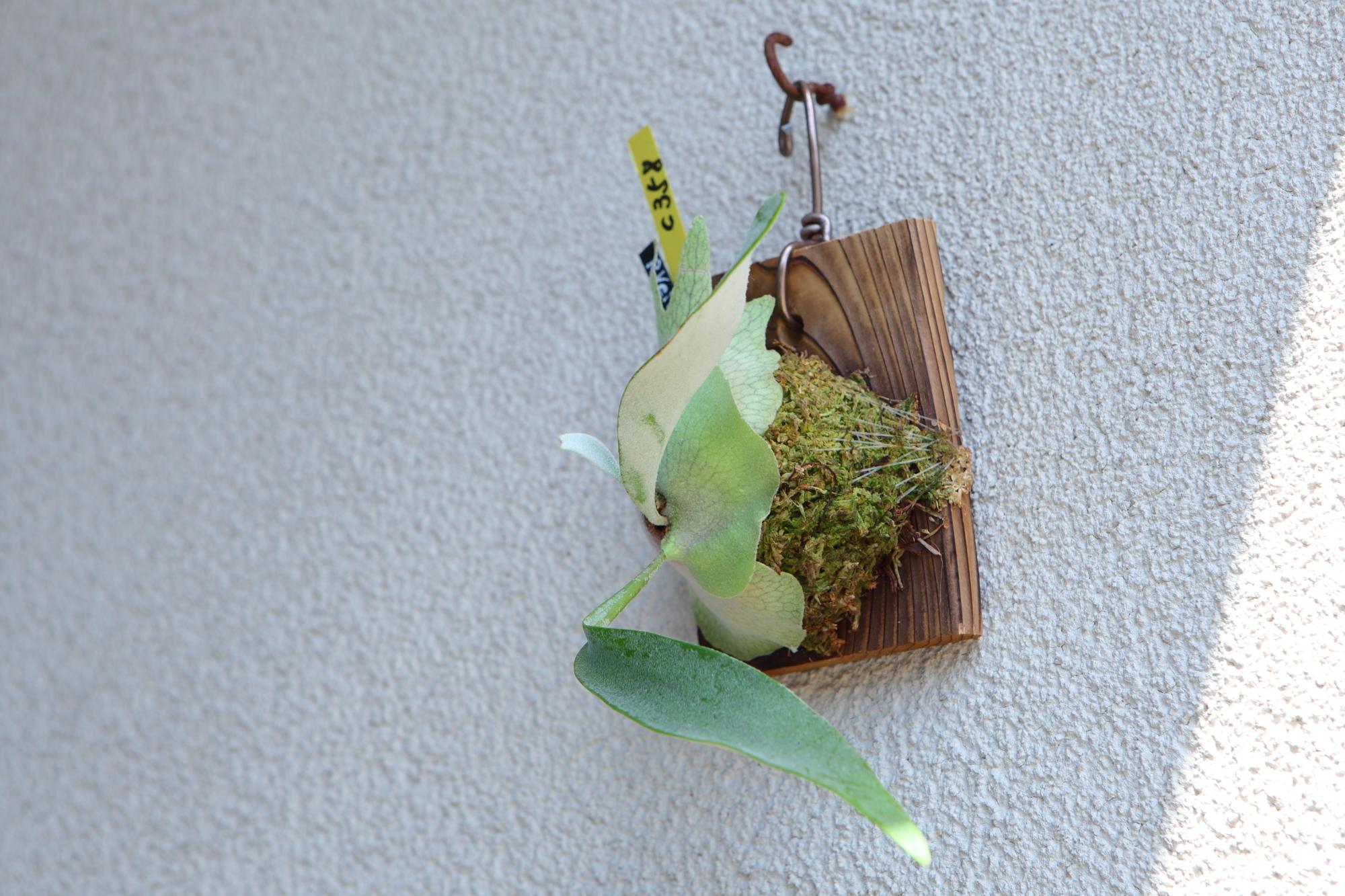 【P. Veitchii 】ビカクシダ ビーチー  ベイチー　No.358 | 3枚目