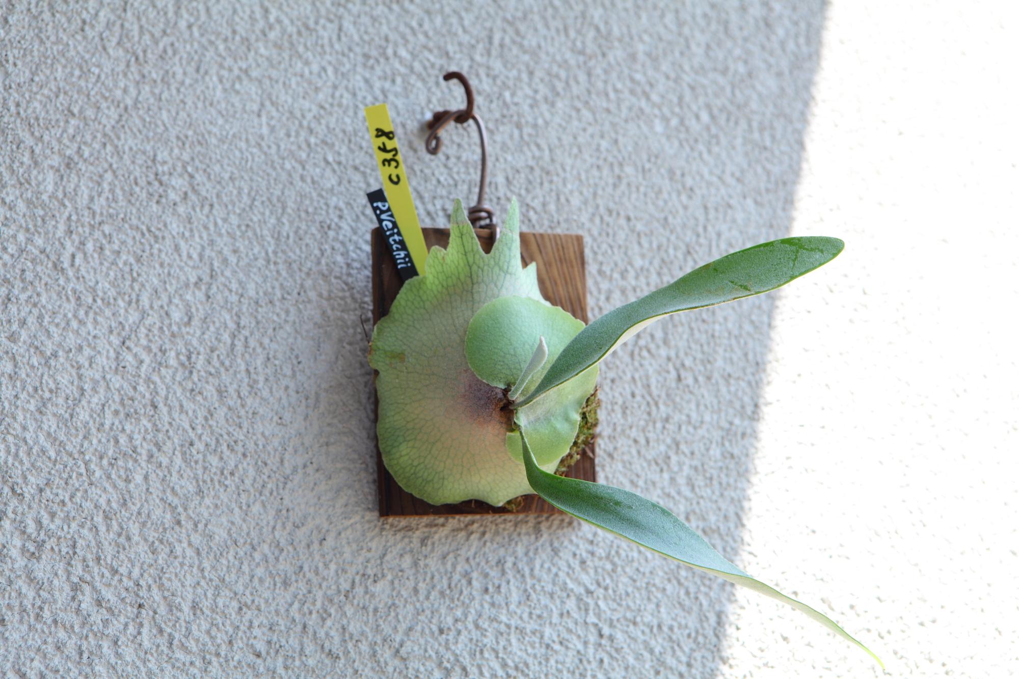 【P. Veitchii 】ビカクシダ ビーチー  ベイチー　No.358 | 4枚目