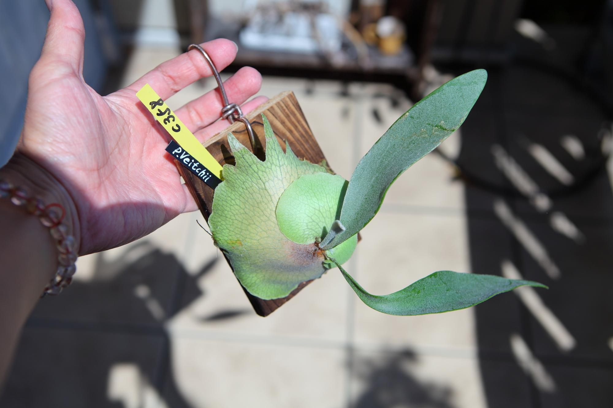 【P. Veitchii 】ビカクシダ ビーチー  ベイチー　No.358 | 5枚目