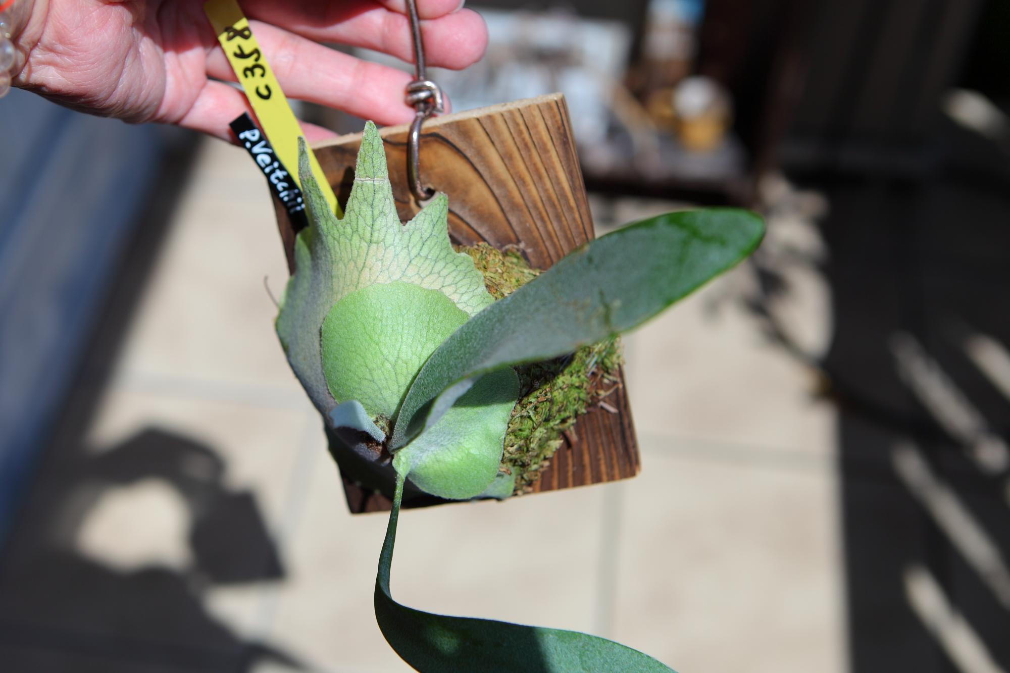 【P. Veitchii 】ビカクシダ ビーチー  ベイチー　No.358 | 6枚目