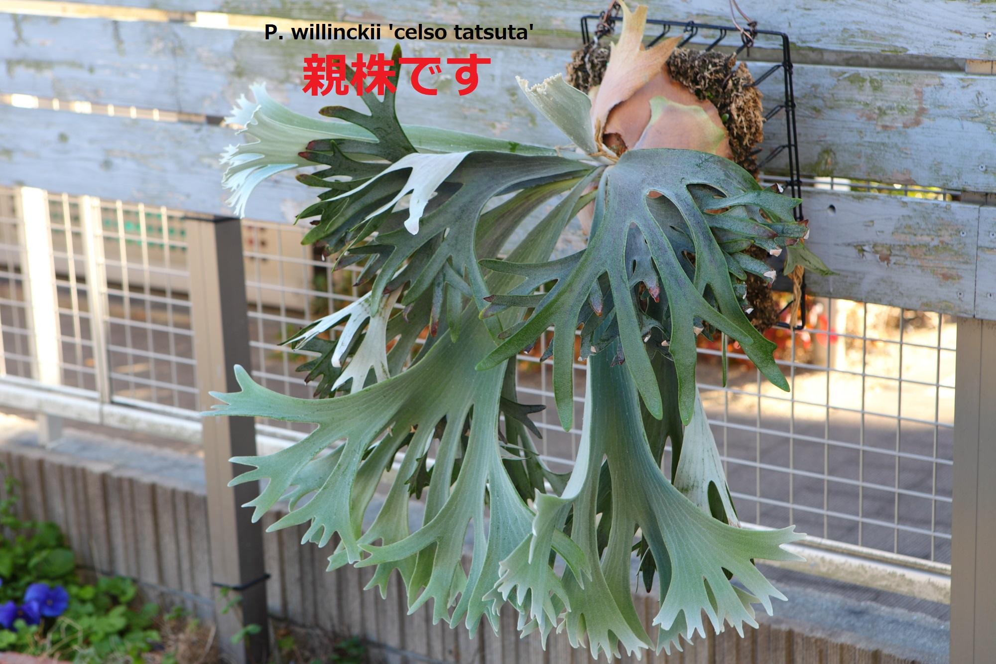 【P.willinckii 'Celso Tatsuta】子株　セルソ　タツタ No.8021枚目の画像