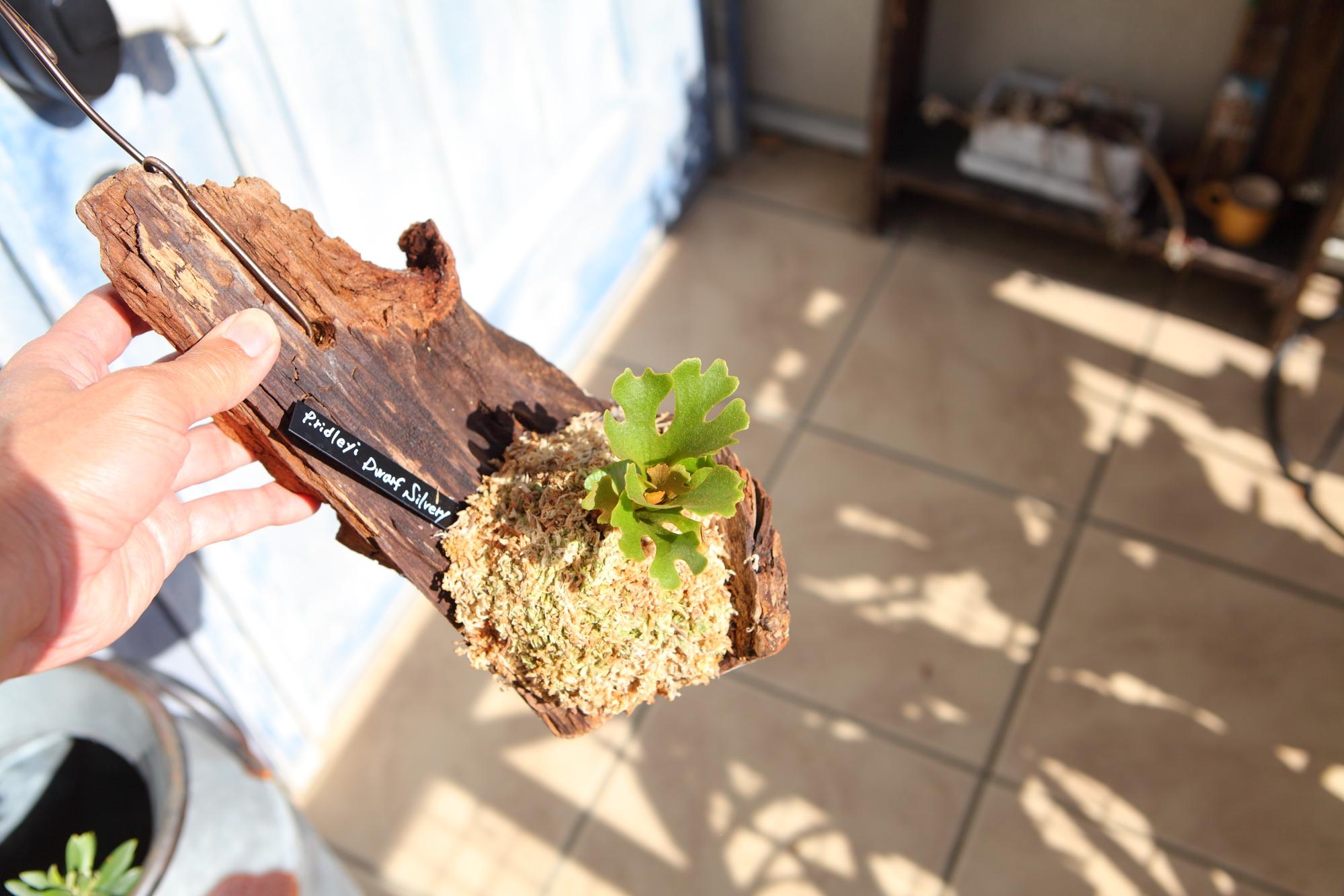 【P.ridleyi 'Dwarf Silvery'】ビカクシダ リドレイ　ドワーフシルベリー　No.212