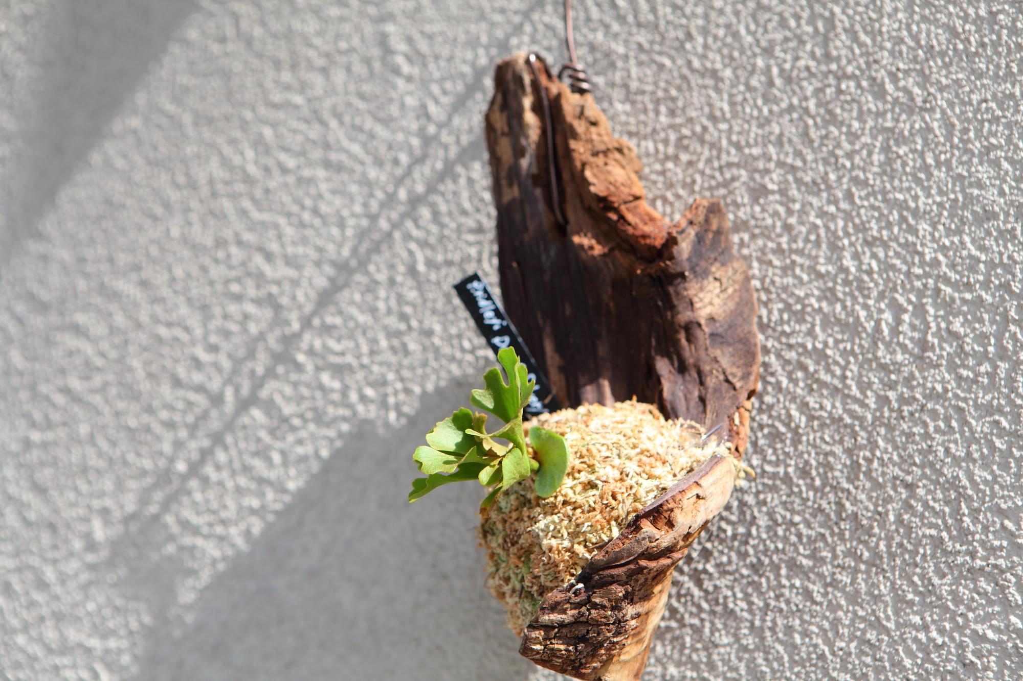 【P.ridleyi 'Dwarf Silvery'】ビカクシダ リドレイ　ドワーフシルベリー　No.212 | 10枚目