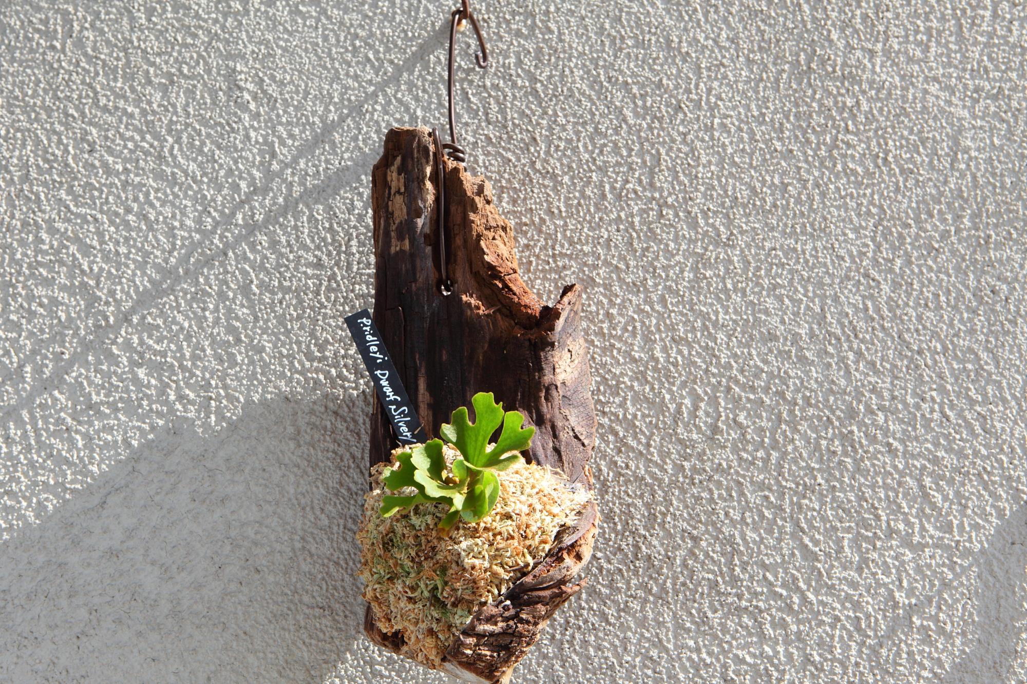 【P.ridleyi 'Dwarf Silvery'】ビカクシダ リドレイ　ドワーフシルベリー　No.212 | 11枚目