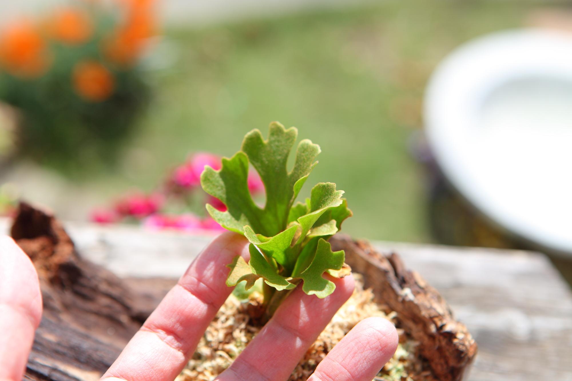 【P.ridleyi 'Dwarf Silvery'】ビカクシダ リドレイ　ドワーフシルベリー　No.212 | 2枚目