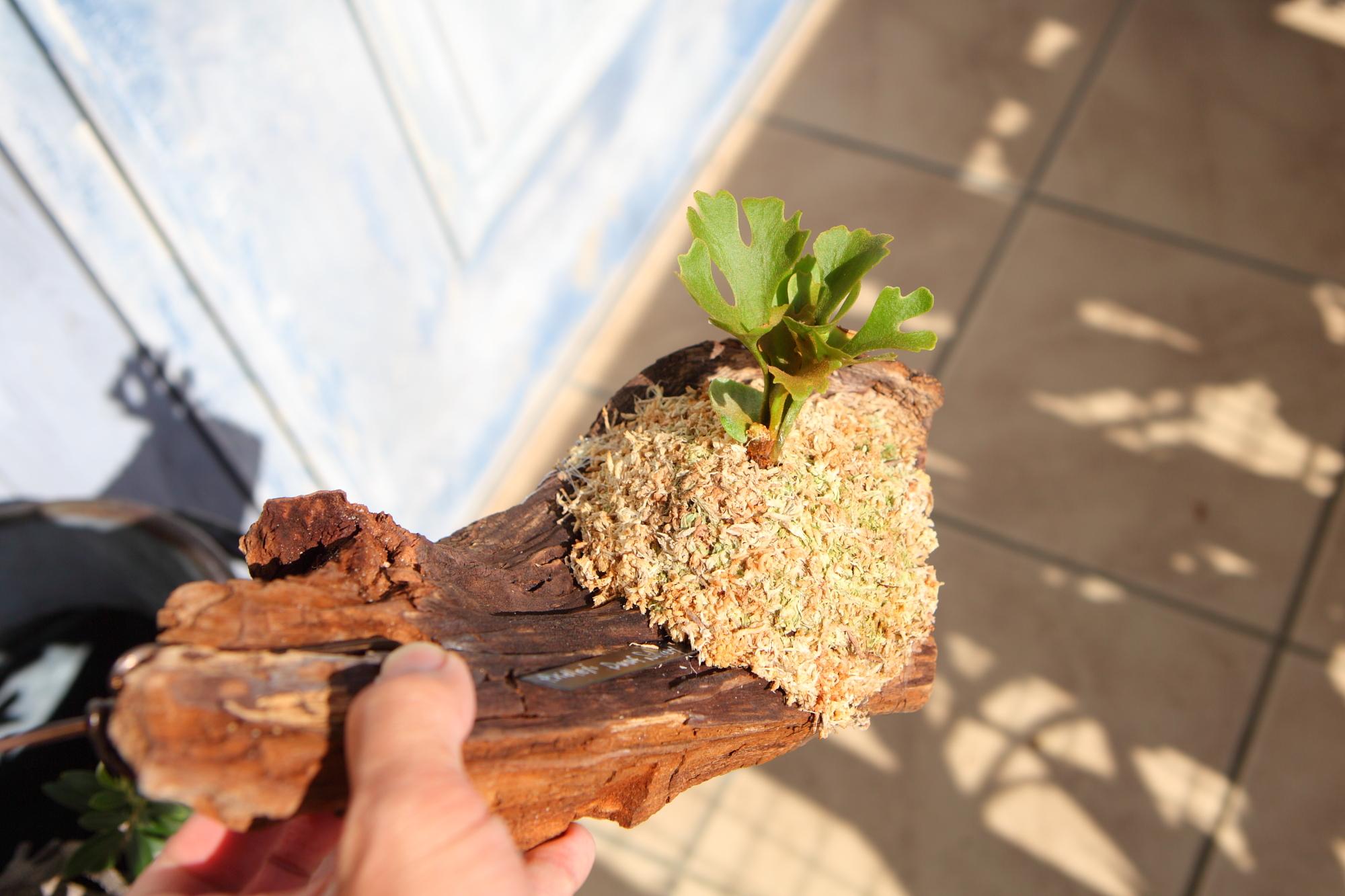 【P.ridleyi 'Dwarf Silvery'】ビカクシダ リドレイ　ドワーフシルベリー　No.212 | 3枚目