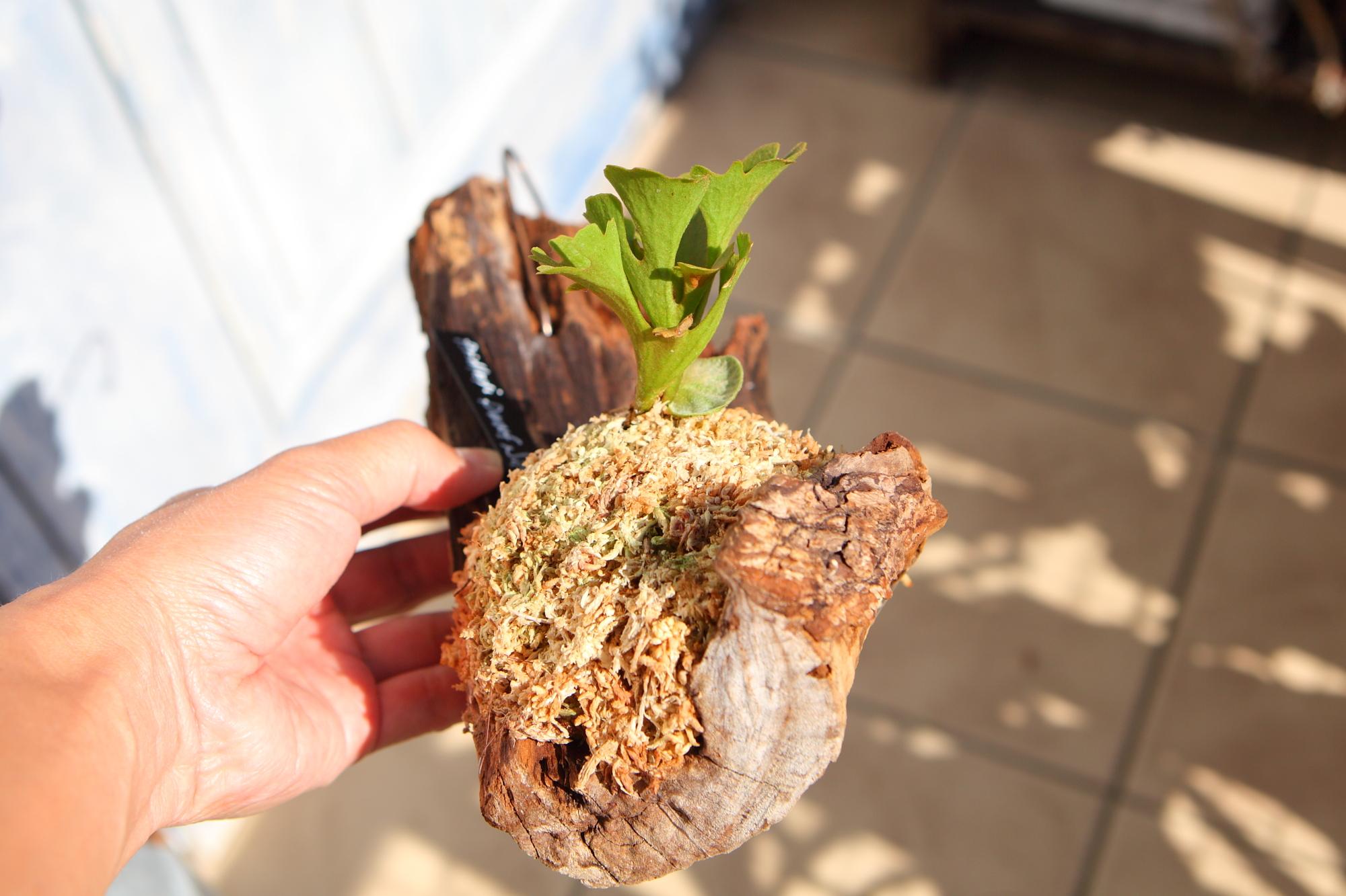 【P.ridleyi 'Dwarf Silvery'】ビカクシダ リドレイ　ドワーフシルベリー　No.212 | 4枚目