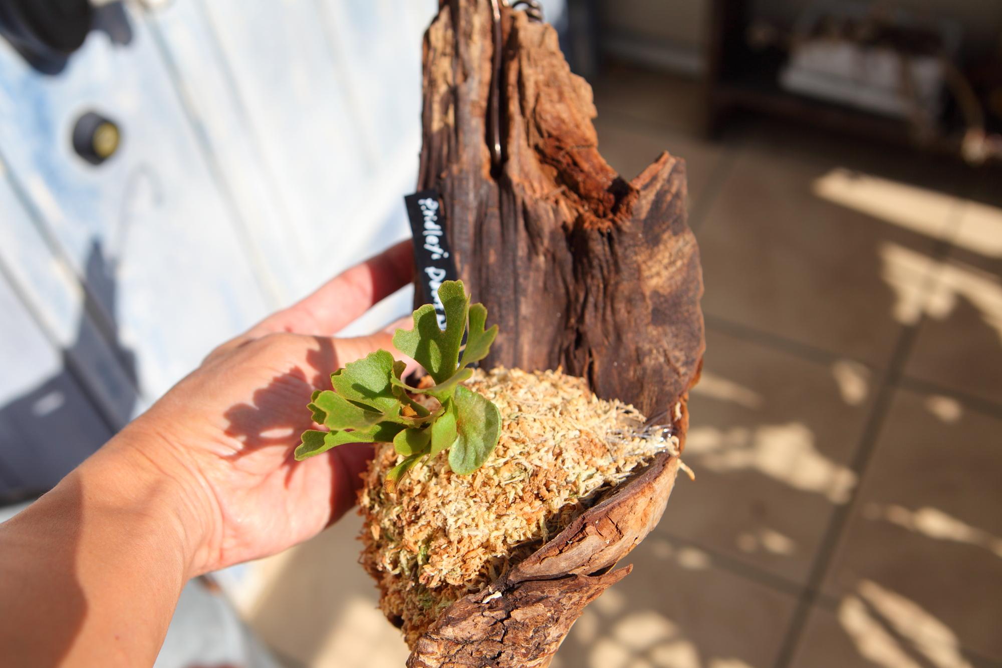 【P.ridleyi 'Dwarf Silvery'】ビカクシダ リドレイ　ドワーフシルベリー　No.212 | 5枚目