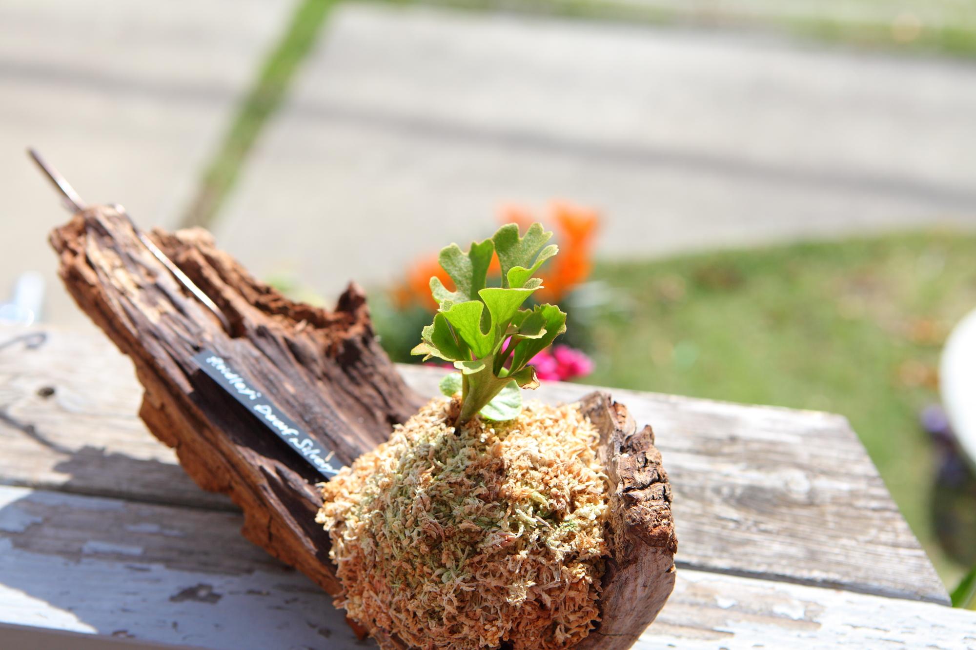 【P.ridleyi 'Dwarf Silvery'】ビカクシダ リドレイ　ドワーフシルベリー　No.212 | 6枚目