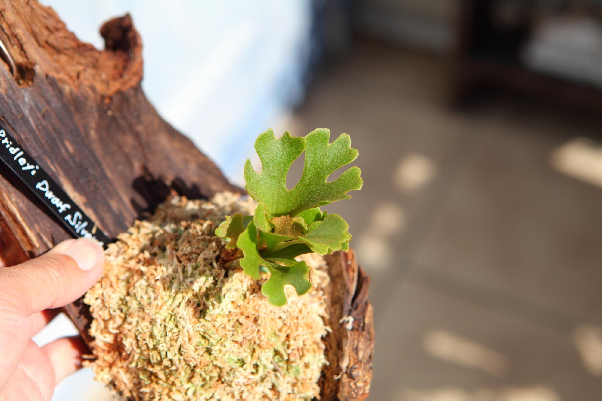 【P.ridleyi 'Dwarf Silvery'】ビカクシダ リドレイ　ドワーフシルベリー　No.212 | 7枚目