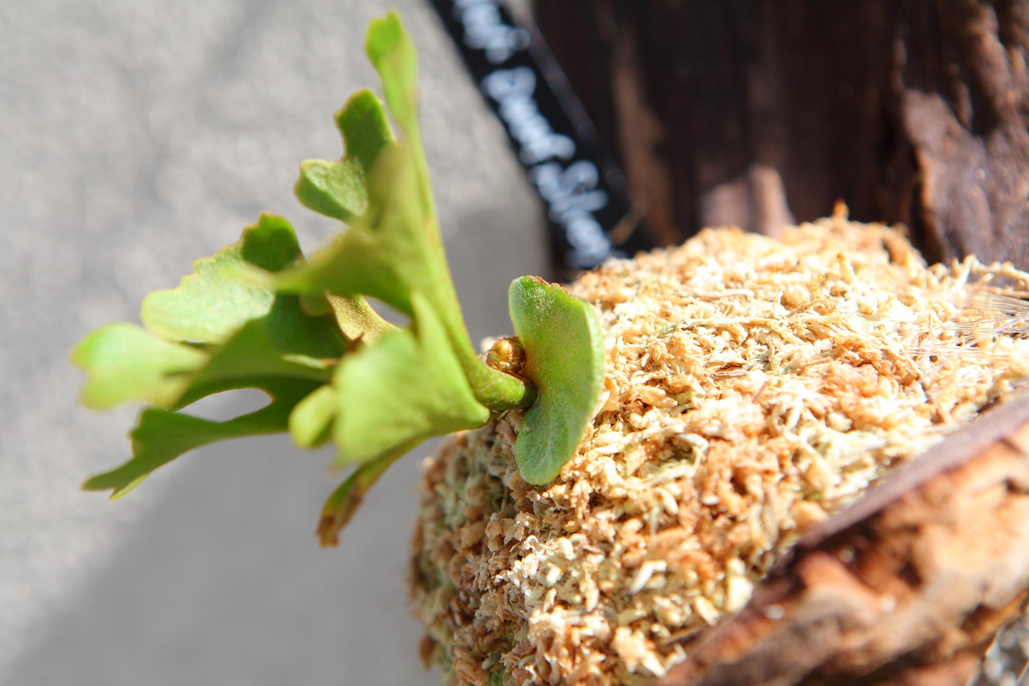 【P.ridleyi 'Dwarf Silvery'】ビカクシダ リドレイ　ドワーフシルベリー　No.212 | 8枚目