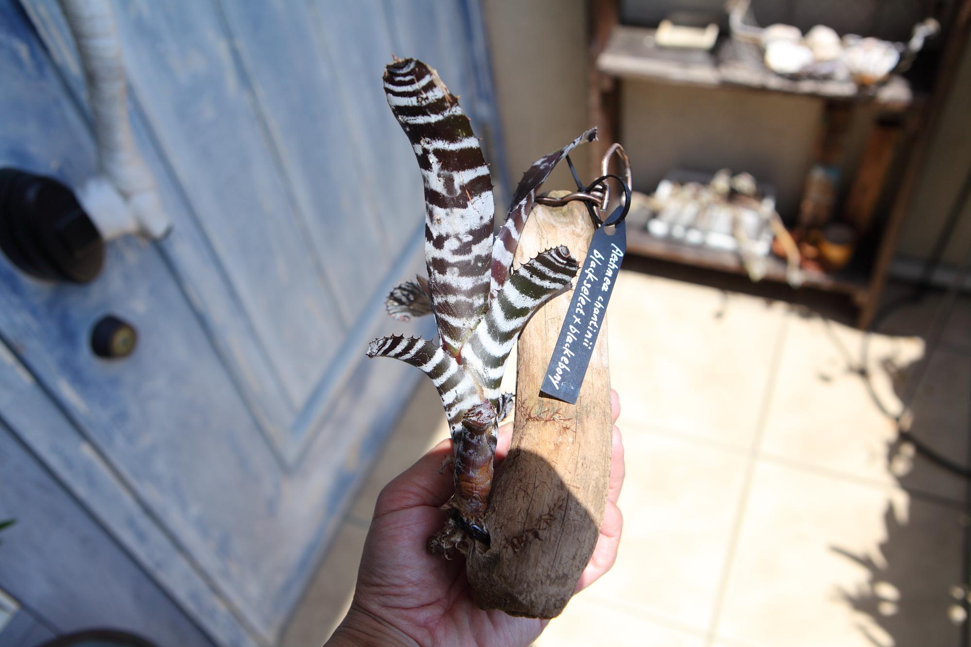 【Aechmeachantinii  BlackSelect×BlackEbony】エクメアチャンティニーNo.G101